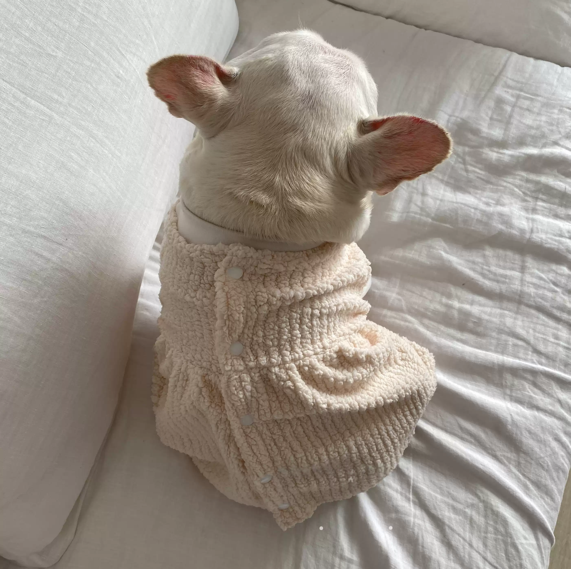 Warm Dress dogdressformediumdoginwinter_2