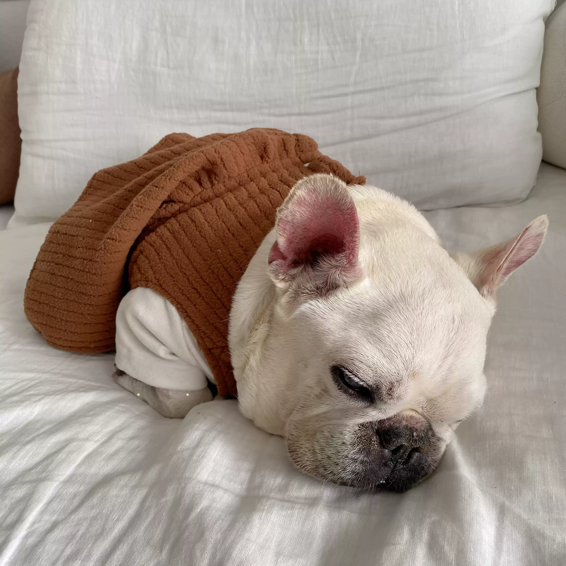 Warm Dress Brown dogdressformediumdoginwinter_3