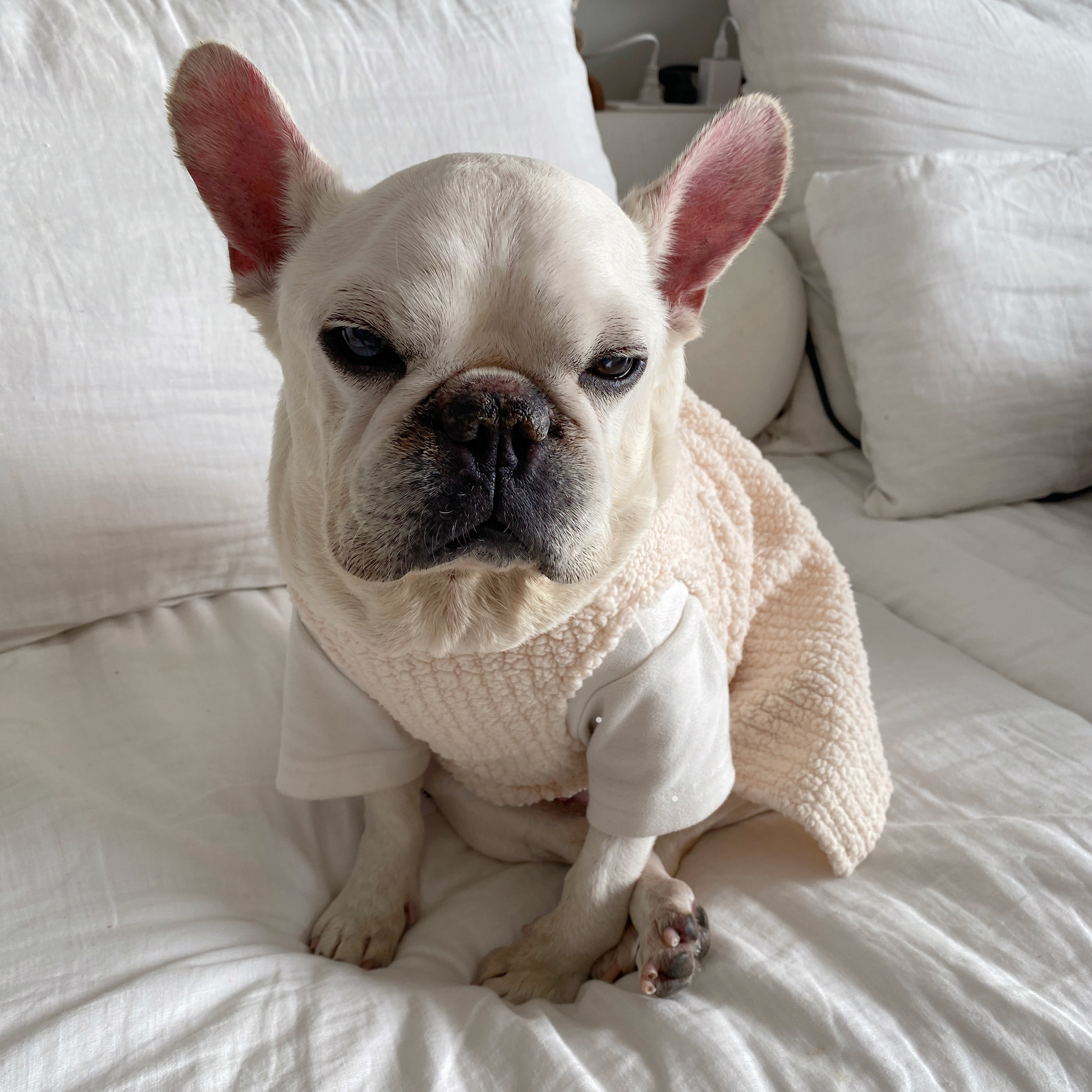 Warm Dress dogdressformediumdoginwinter_5