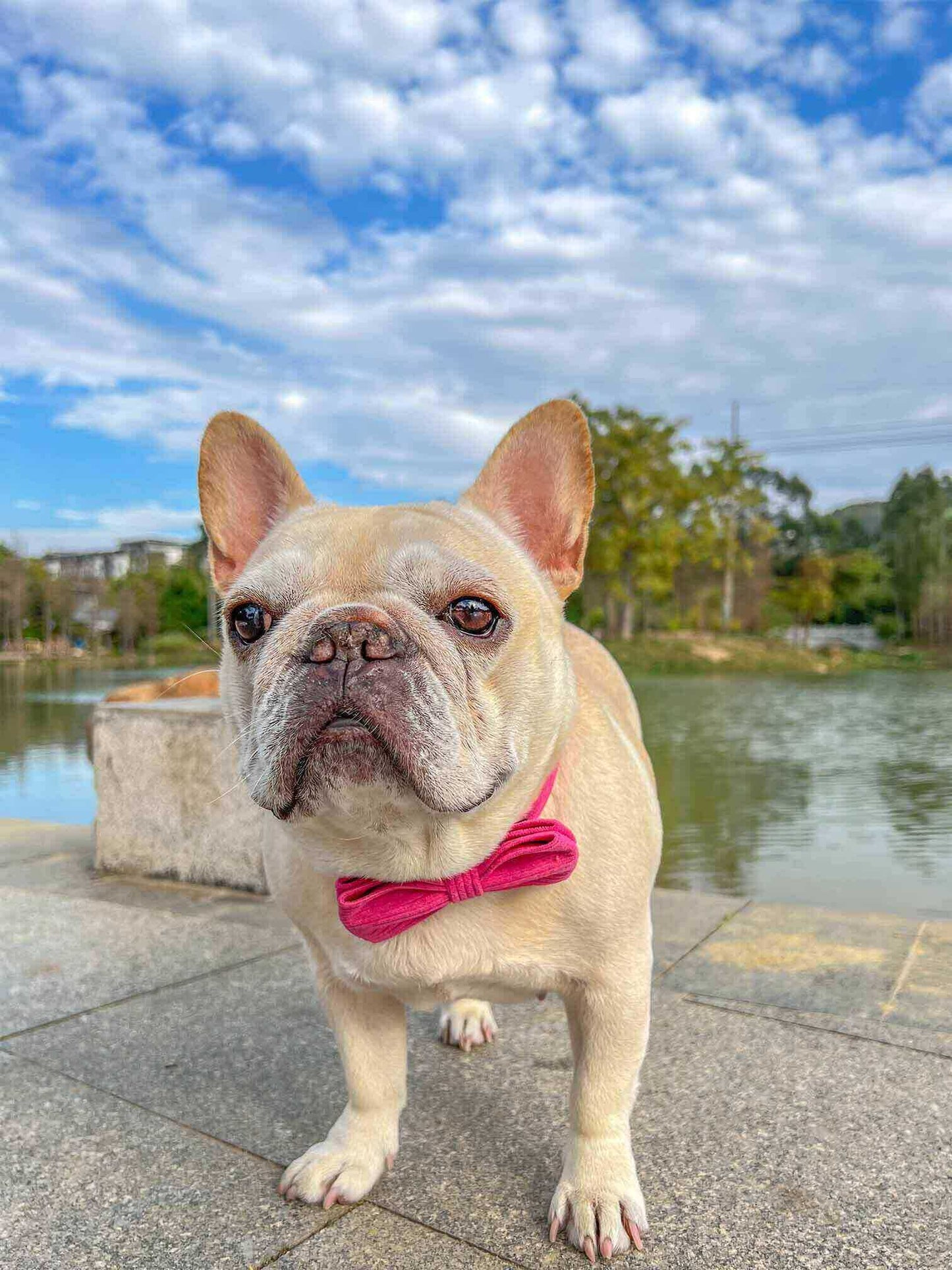 Dog Fuscia Corduroy Collar - Frenchiely
