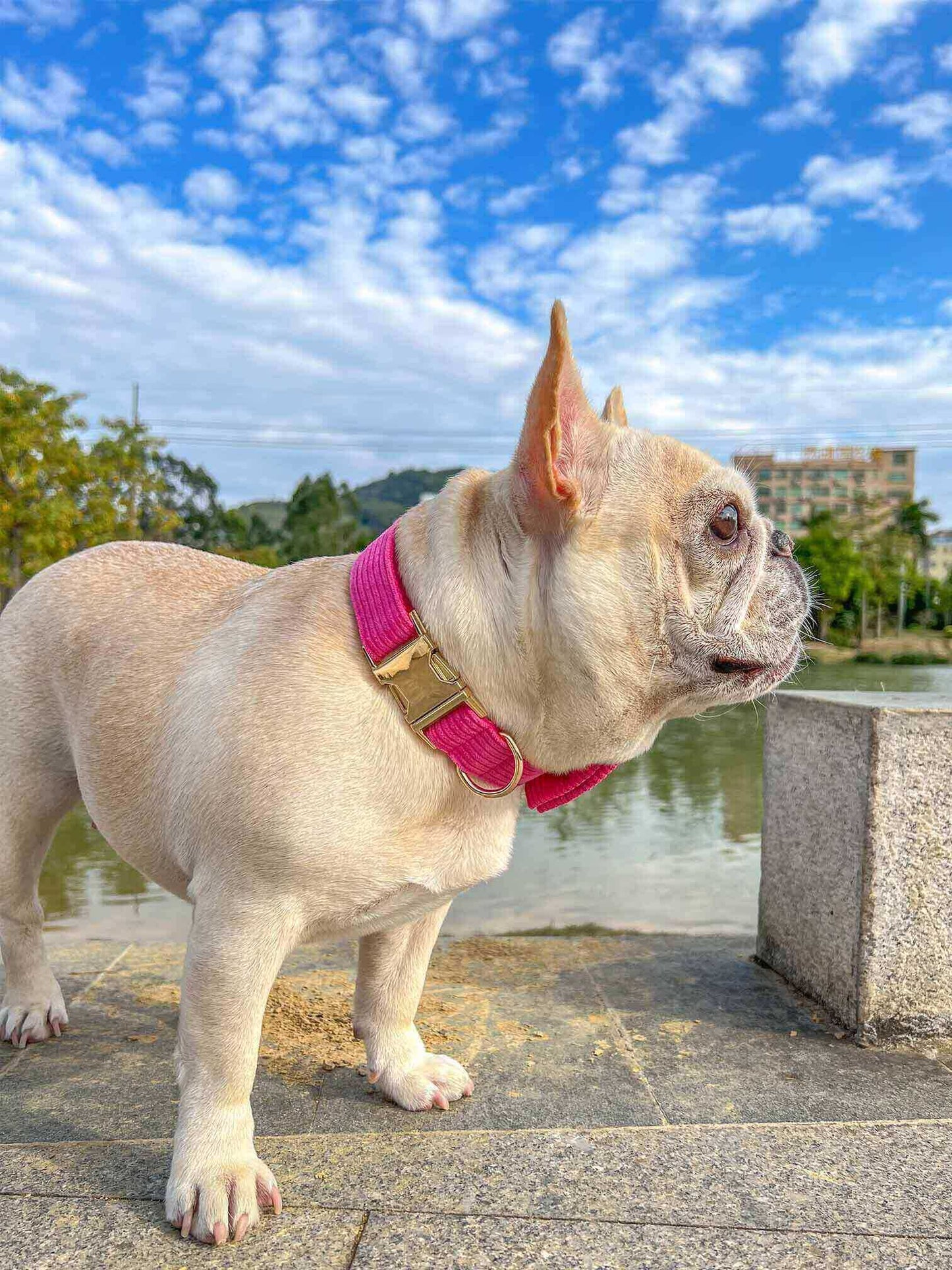 Dog Fuscia Leash Set - Frenchiely