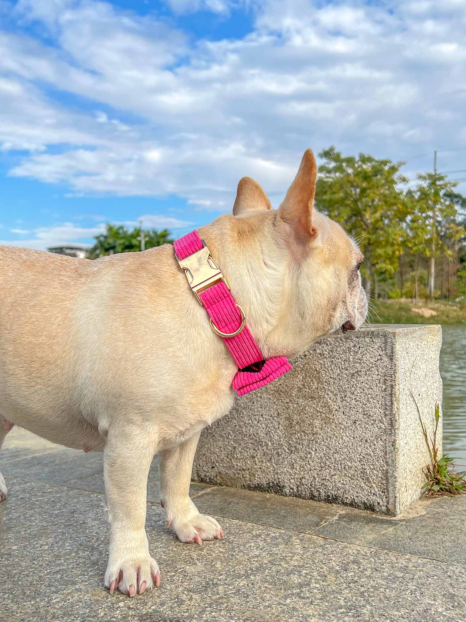 Dog Fuscia Corduroy Collar - Frenchiely