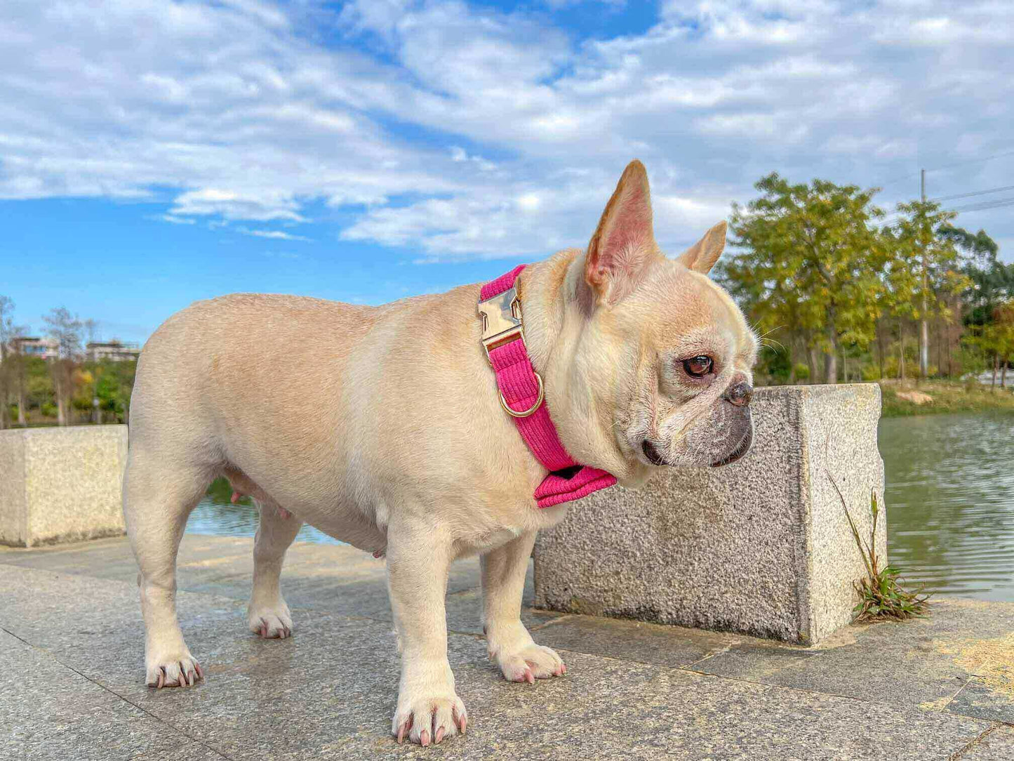 Dog Fuscia Corduroy Collar - Frenchiely