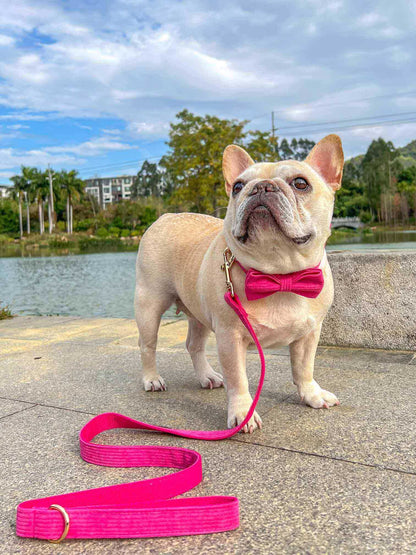 Dog Fuscia Leash Set - Frenchiely