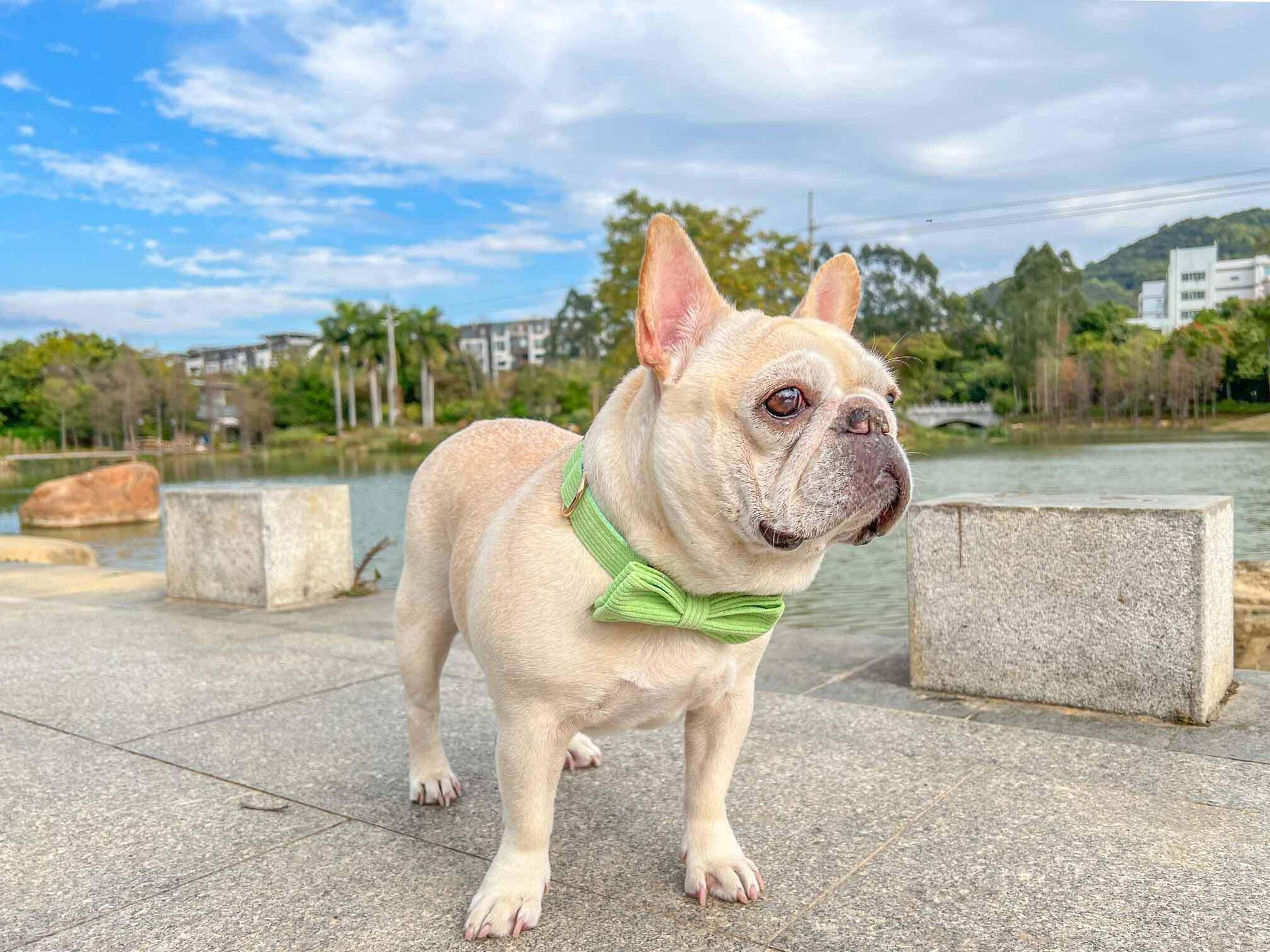 Dog Light Green Collar - Frenchiely