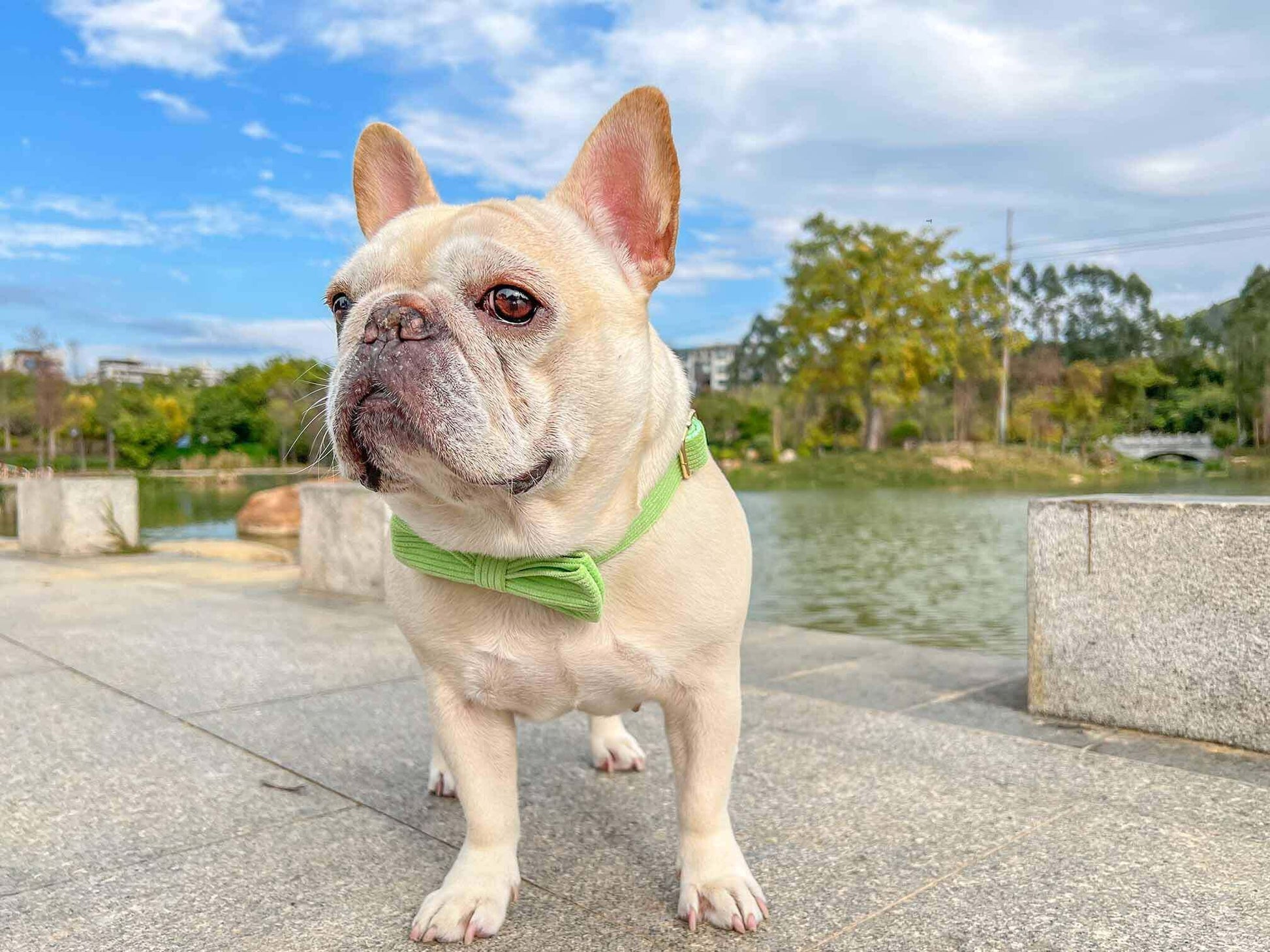 Dog Light Green Collar - Frenchiely