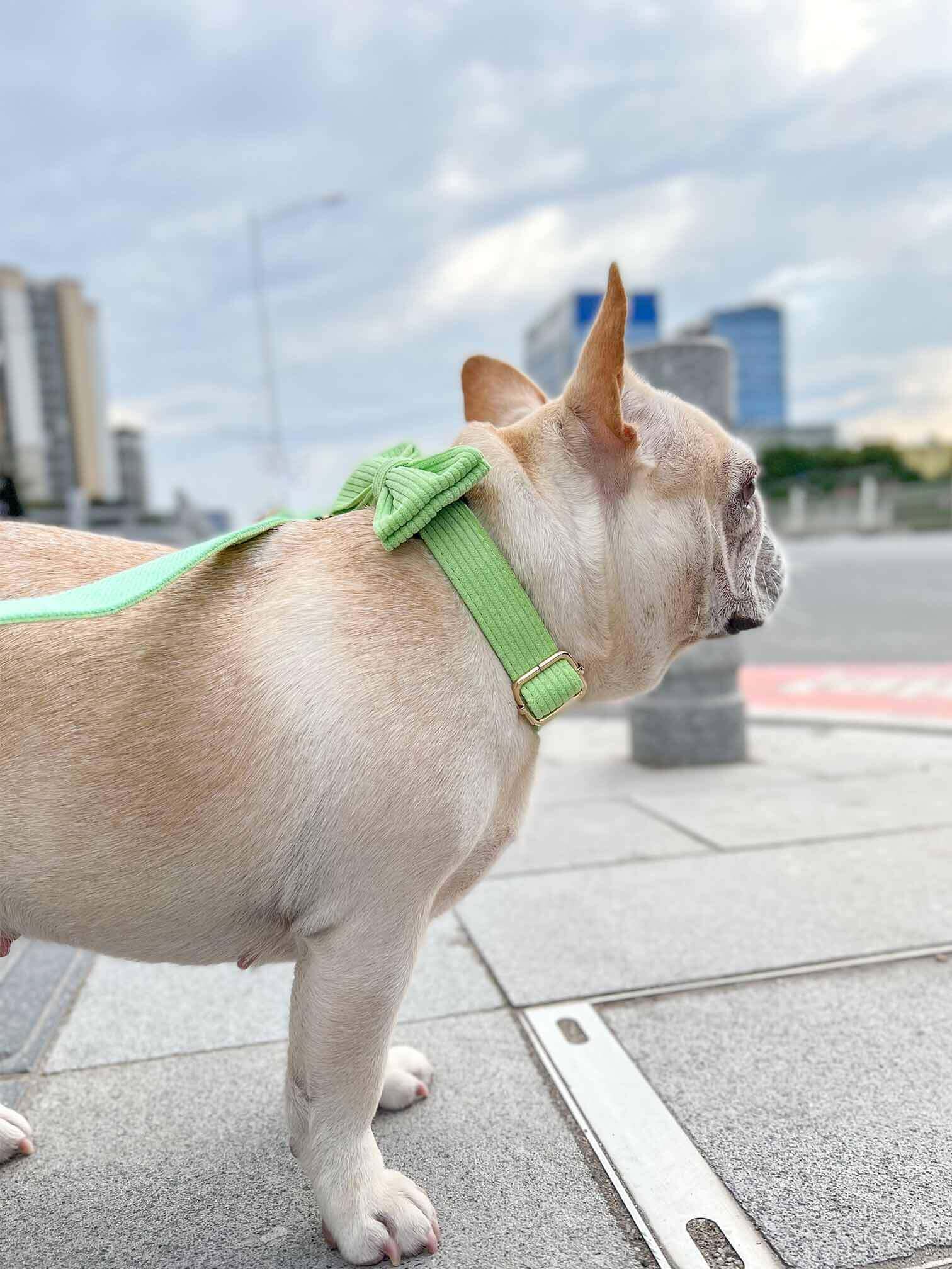 Dog Green Collar Leash Set - Frenchiely