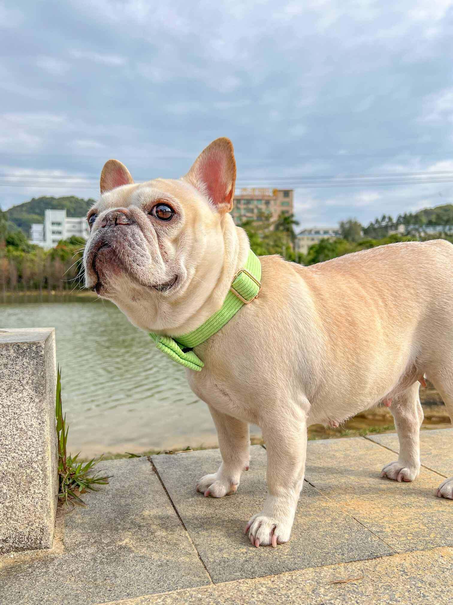 Dog Light Green Collar - Frenchiely