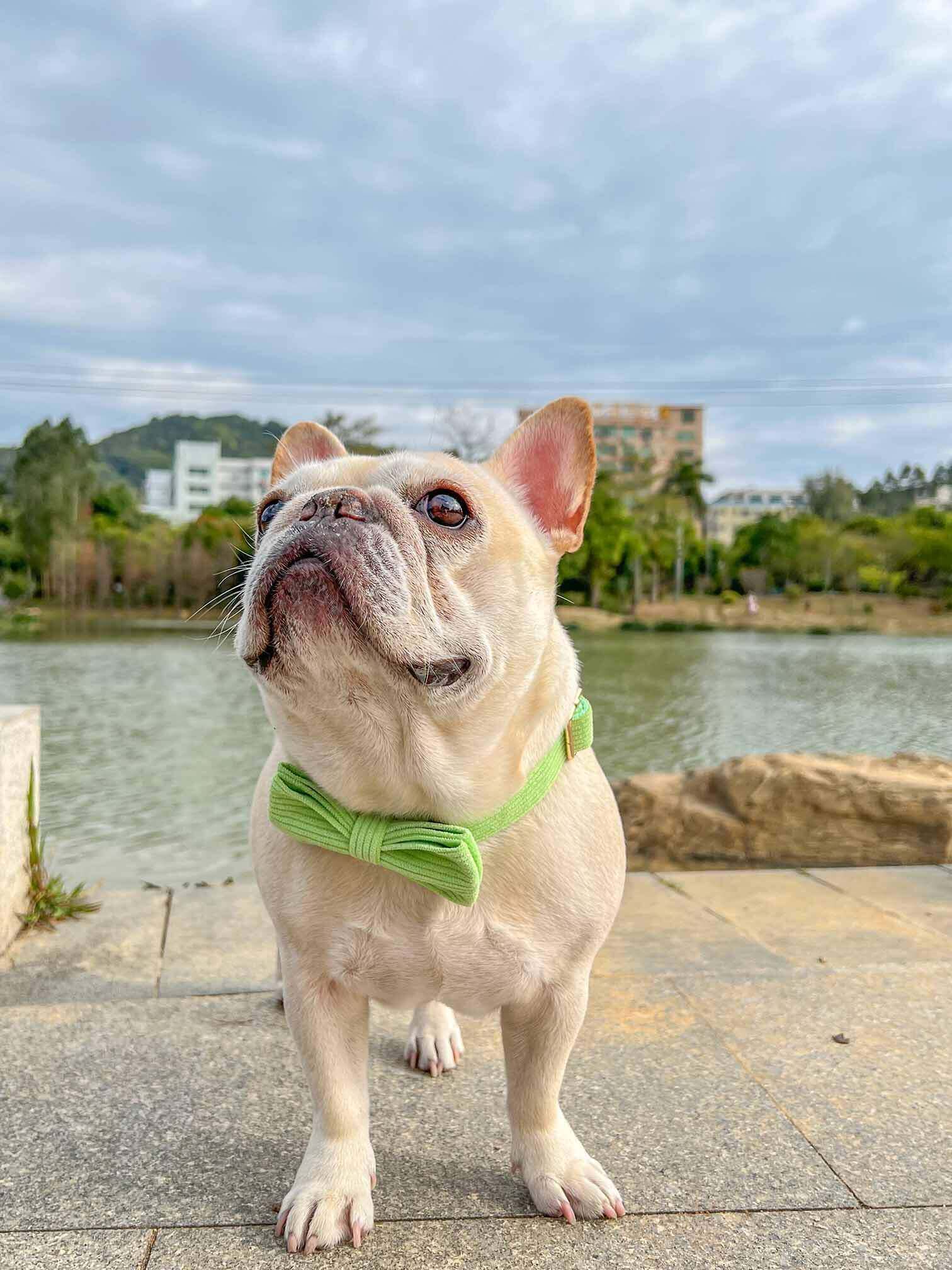 Dog Light Green Collar - Frenchiely