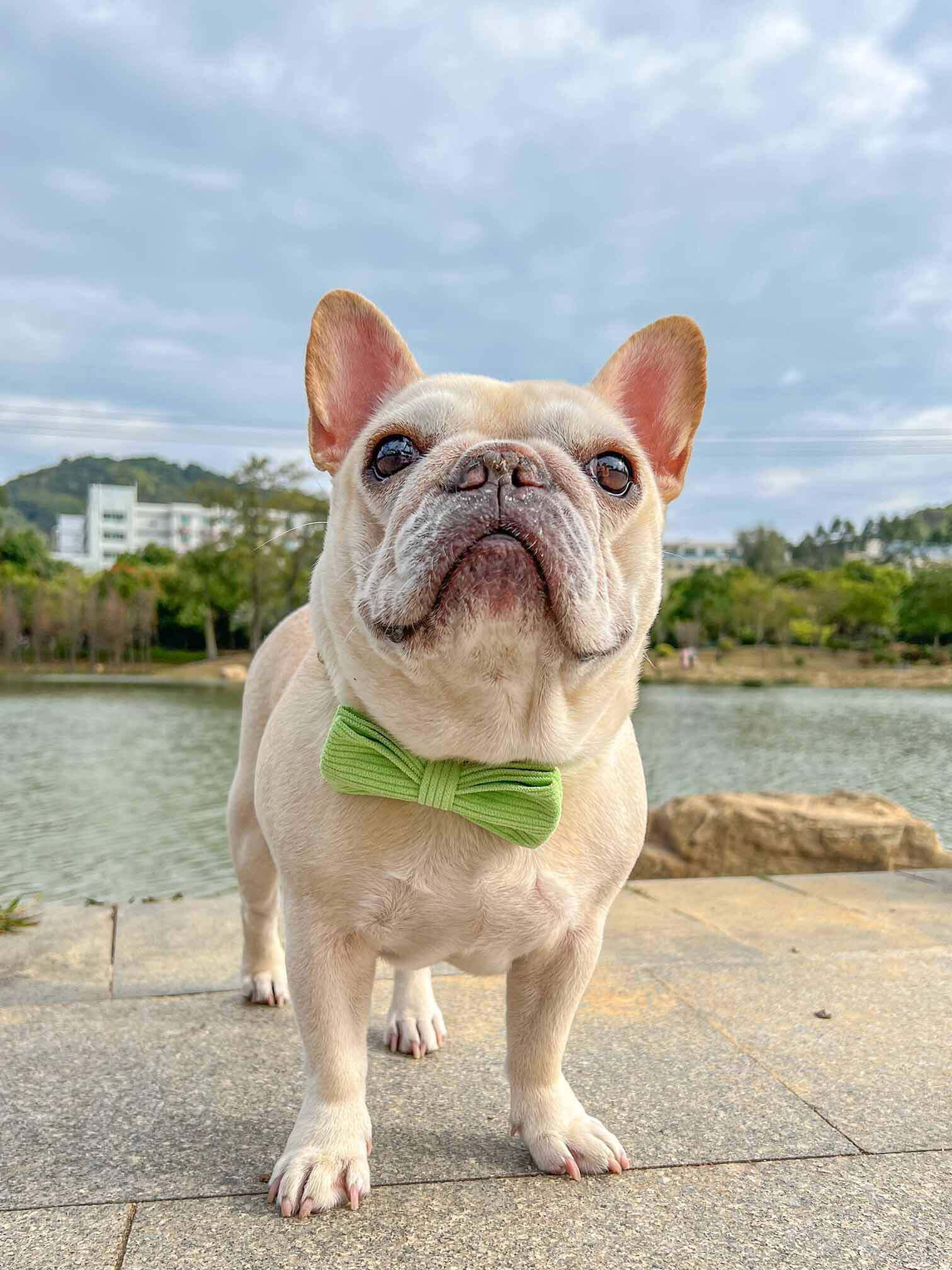 Dog Light Green Collar - Frenchiely