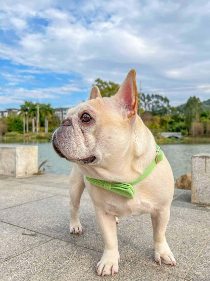 Dog Light Green Collar - Frenchiely