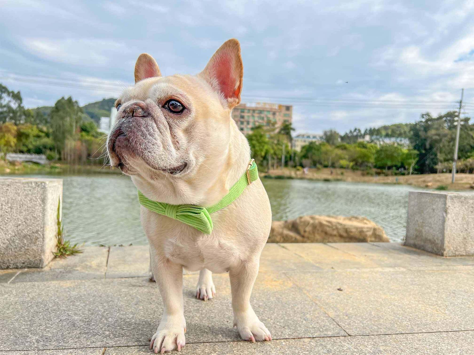 Dog Light Green Collar - Frenchiely