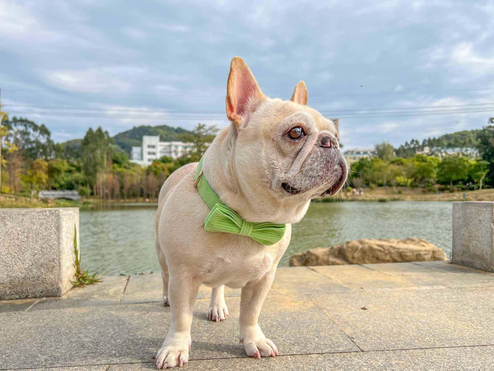 Dog Light Green Collar - Frenchiely