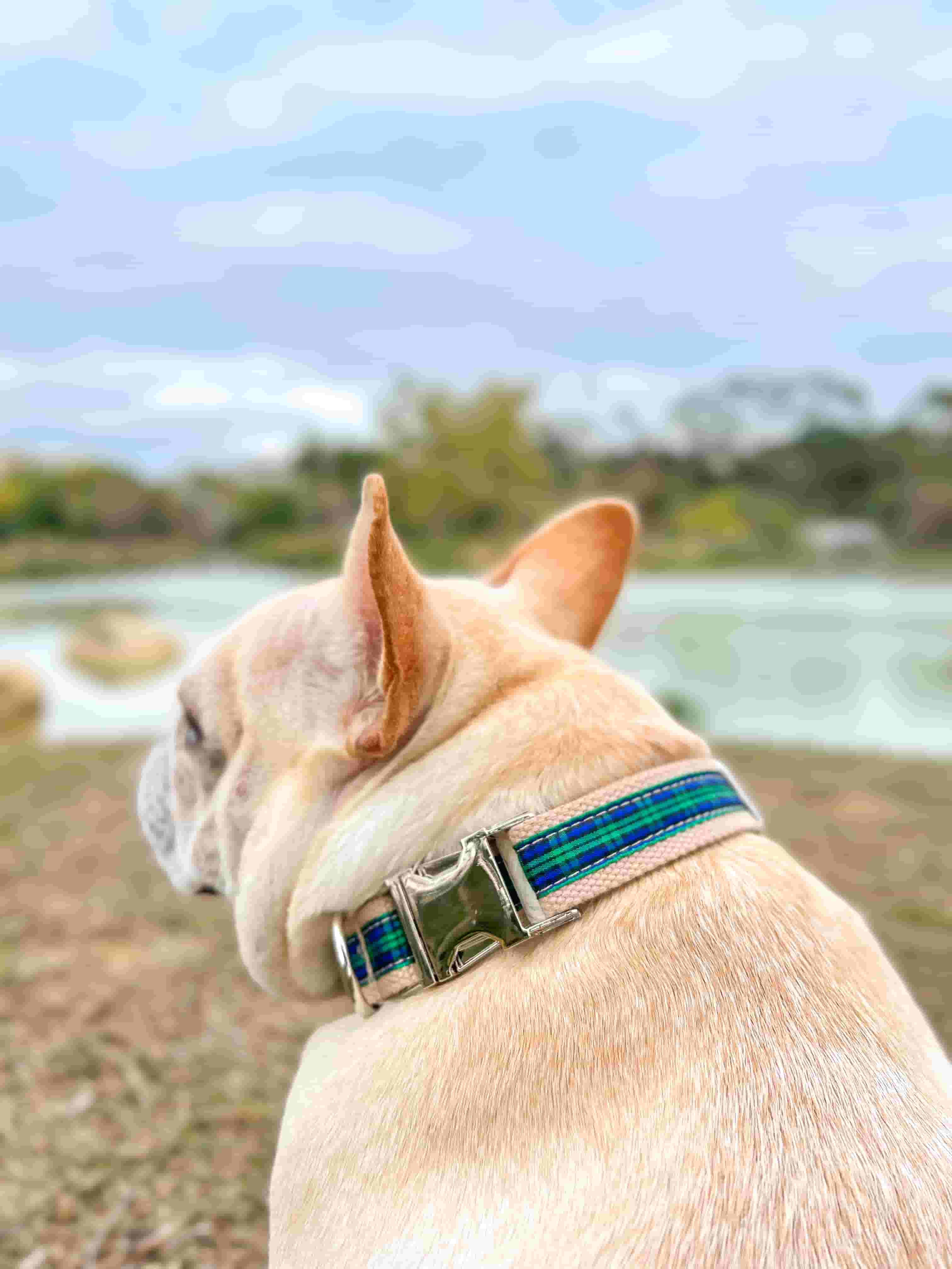 Dog Green Plaid Collar - Frenchiely