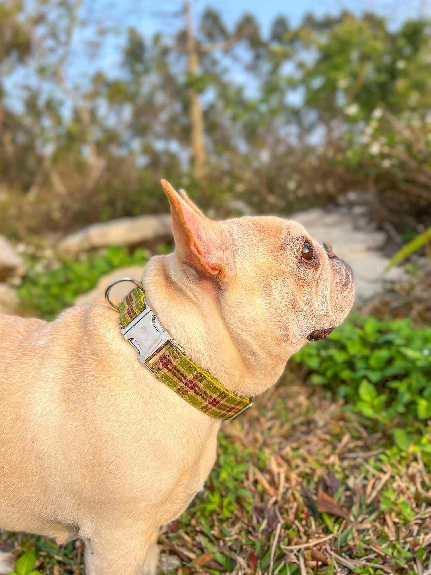 Dog Green Plaid Collar