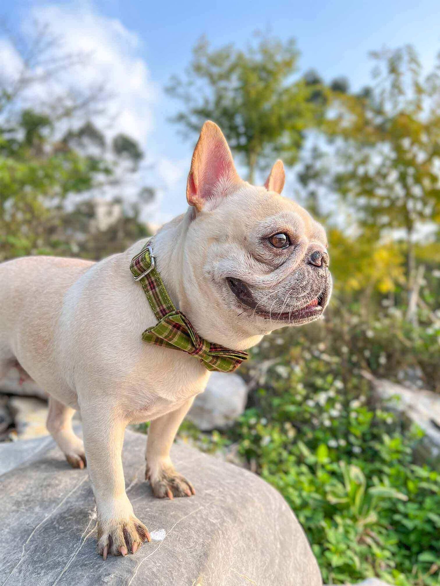 Dog Green Plaid Collar - Frenchiely