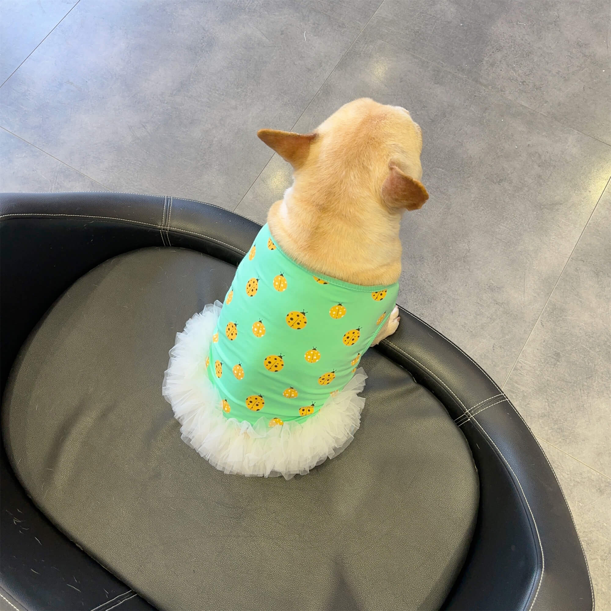 dog green tutu dress with ladybug print for medium dogs