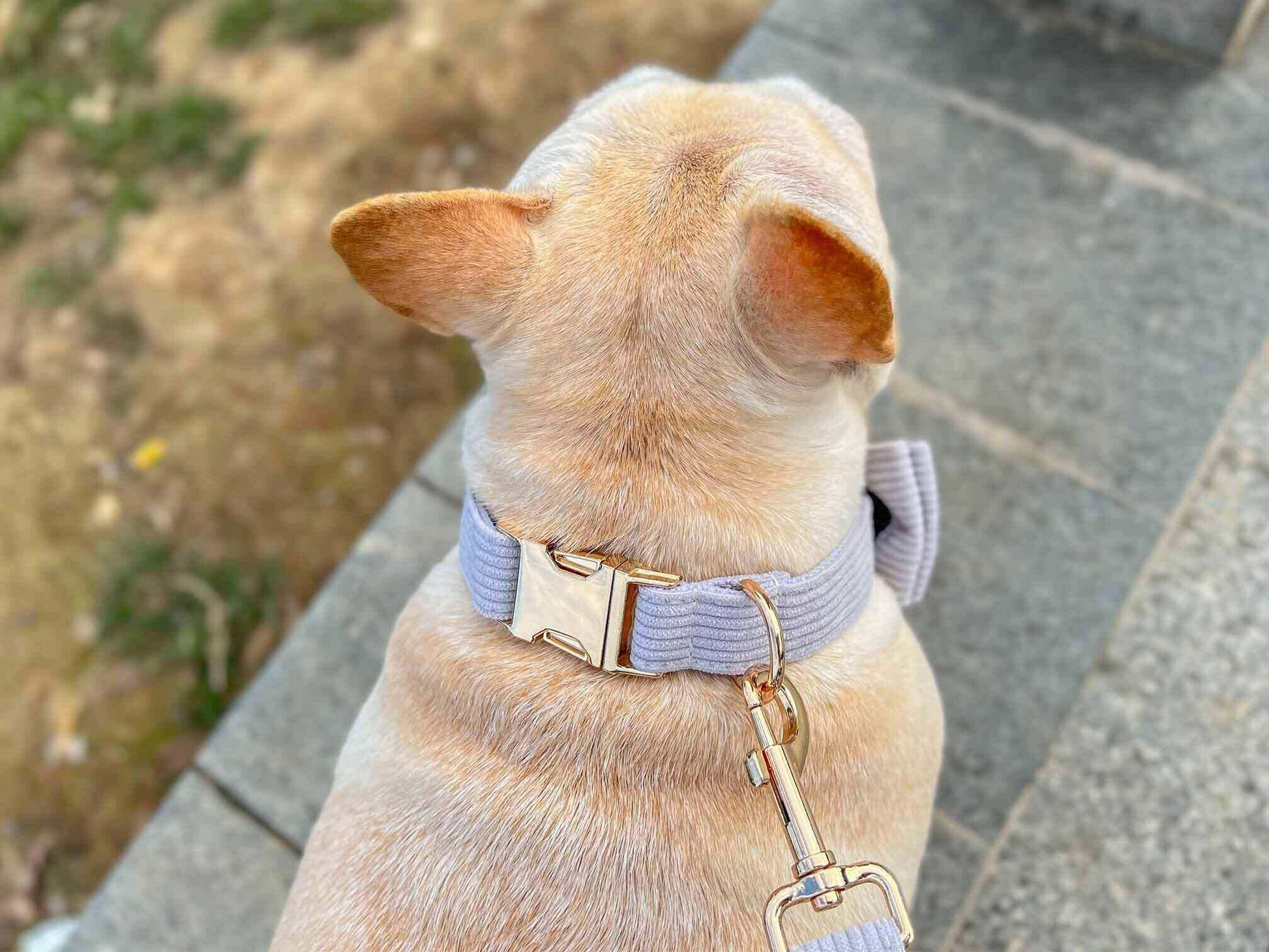 Dog Grey Luxury Collar - Frenchiely