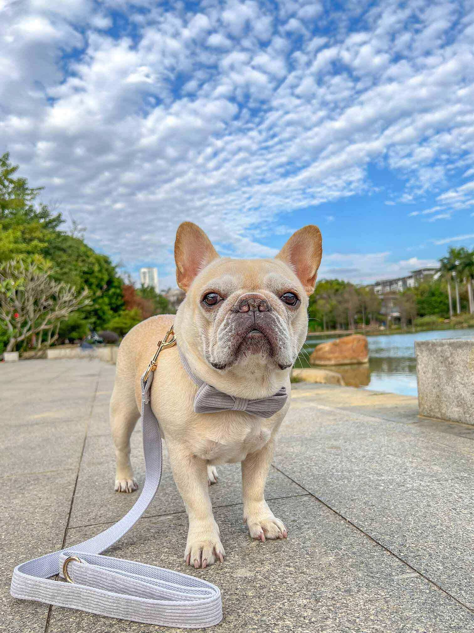 Dog Grey Leash Set - Frenchiely