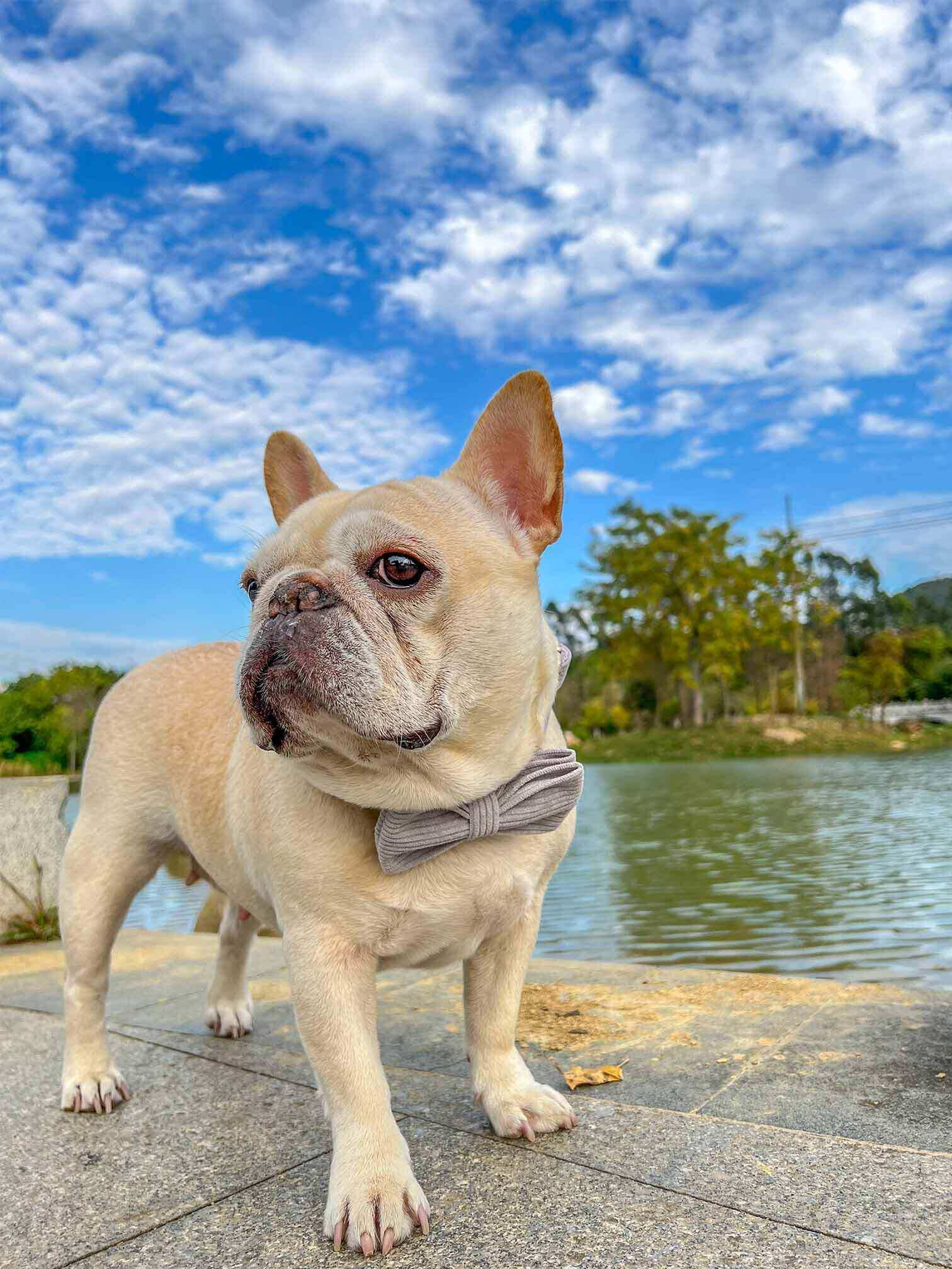 Dog Grey Leash Set - Frenchiely