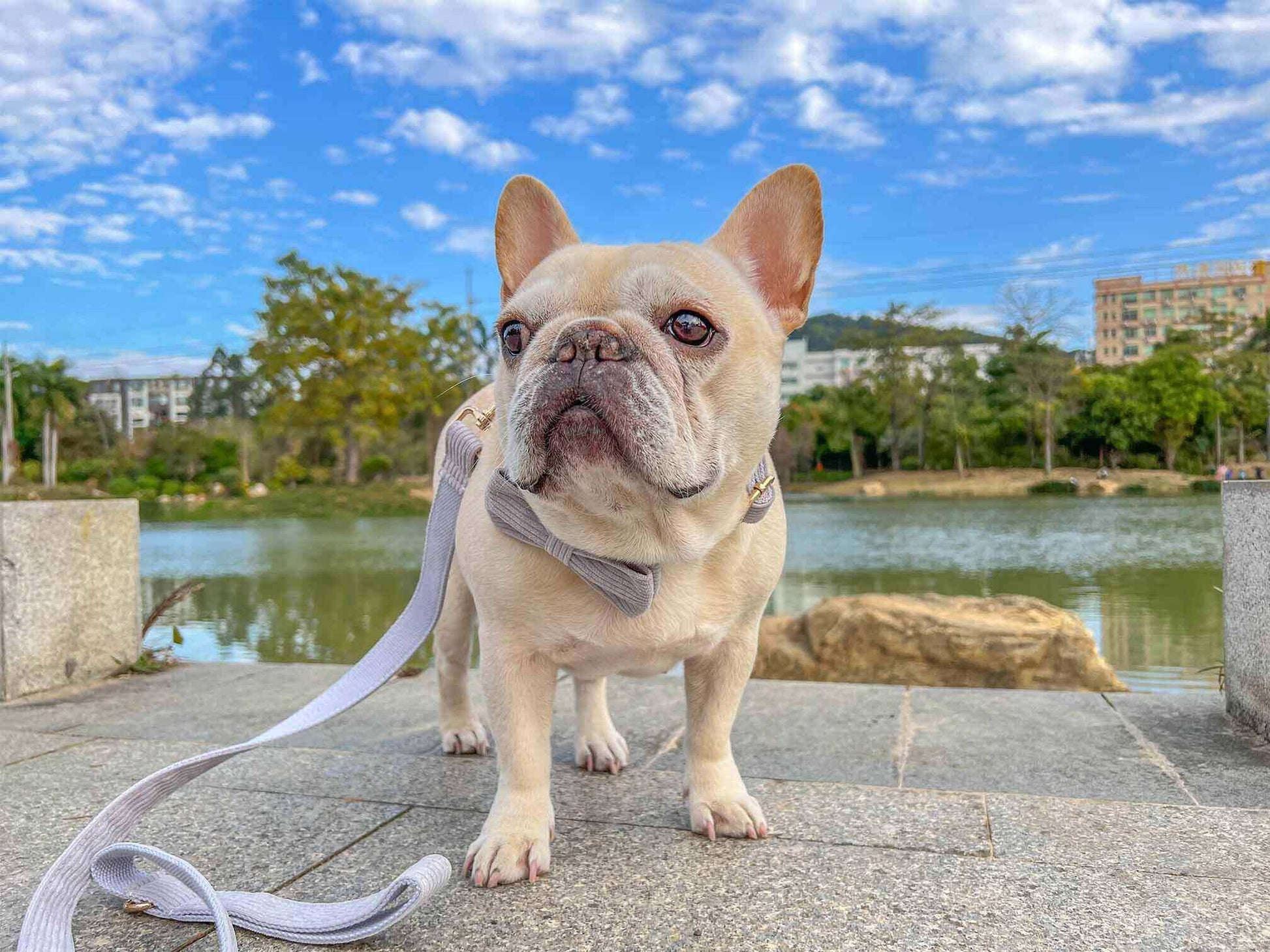Dog Grey Leash Set - Frenchiely