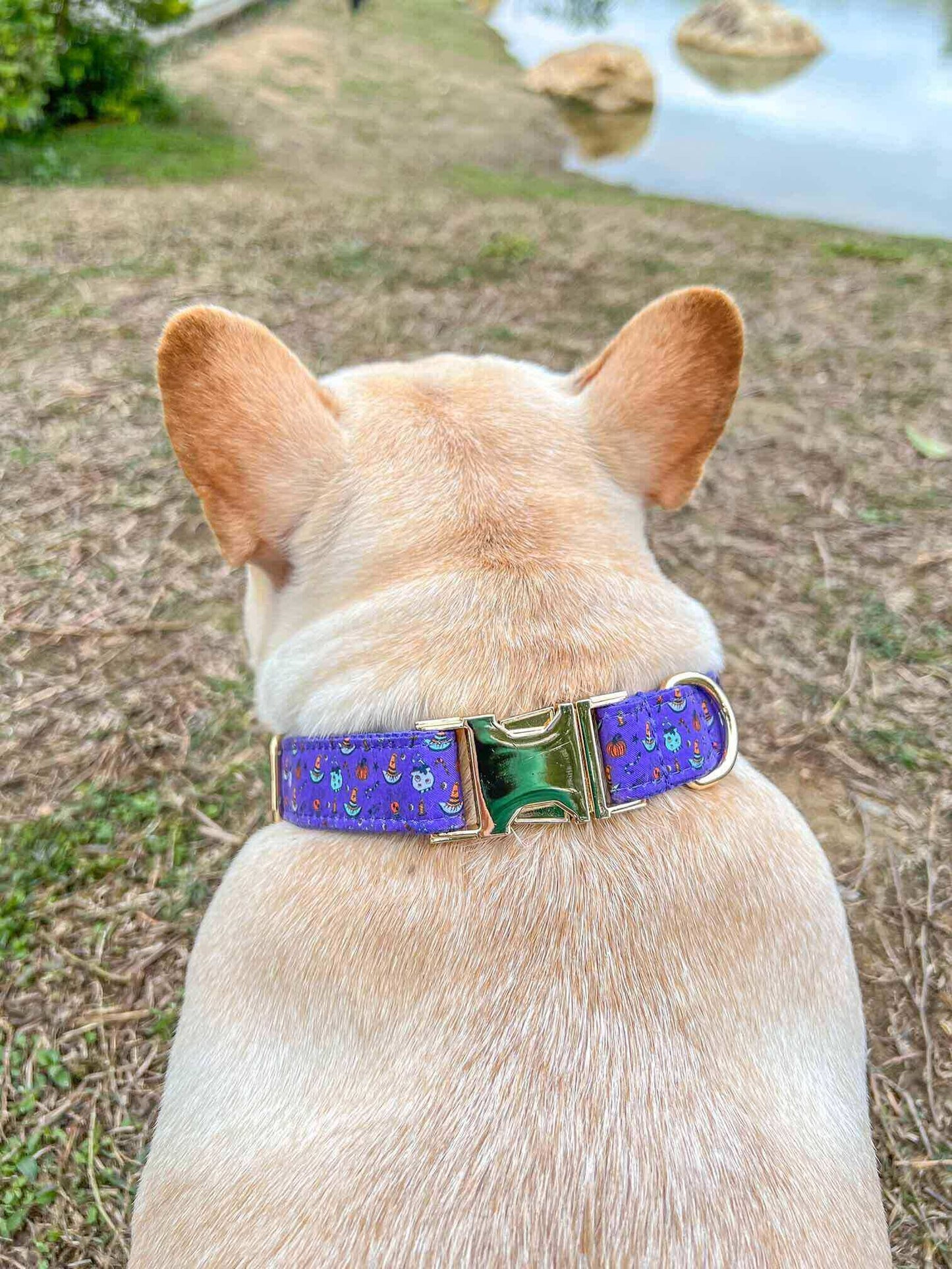 Dog Halloween Collar - Frenchiely