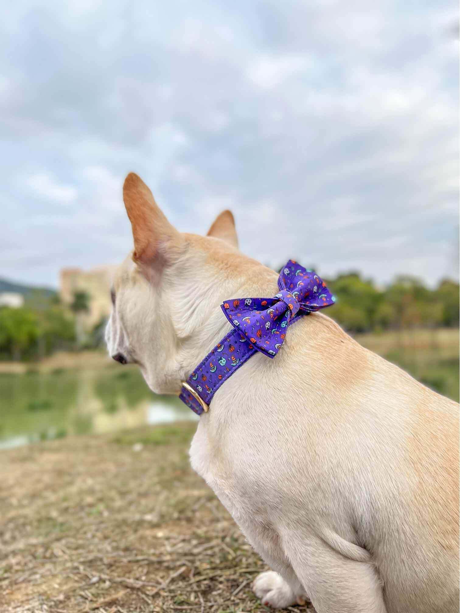 Dog Halloween Collar - Frenchiely
