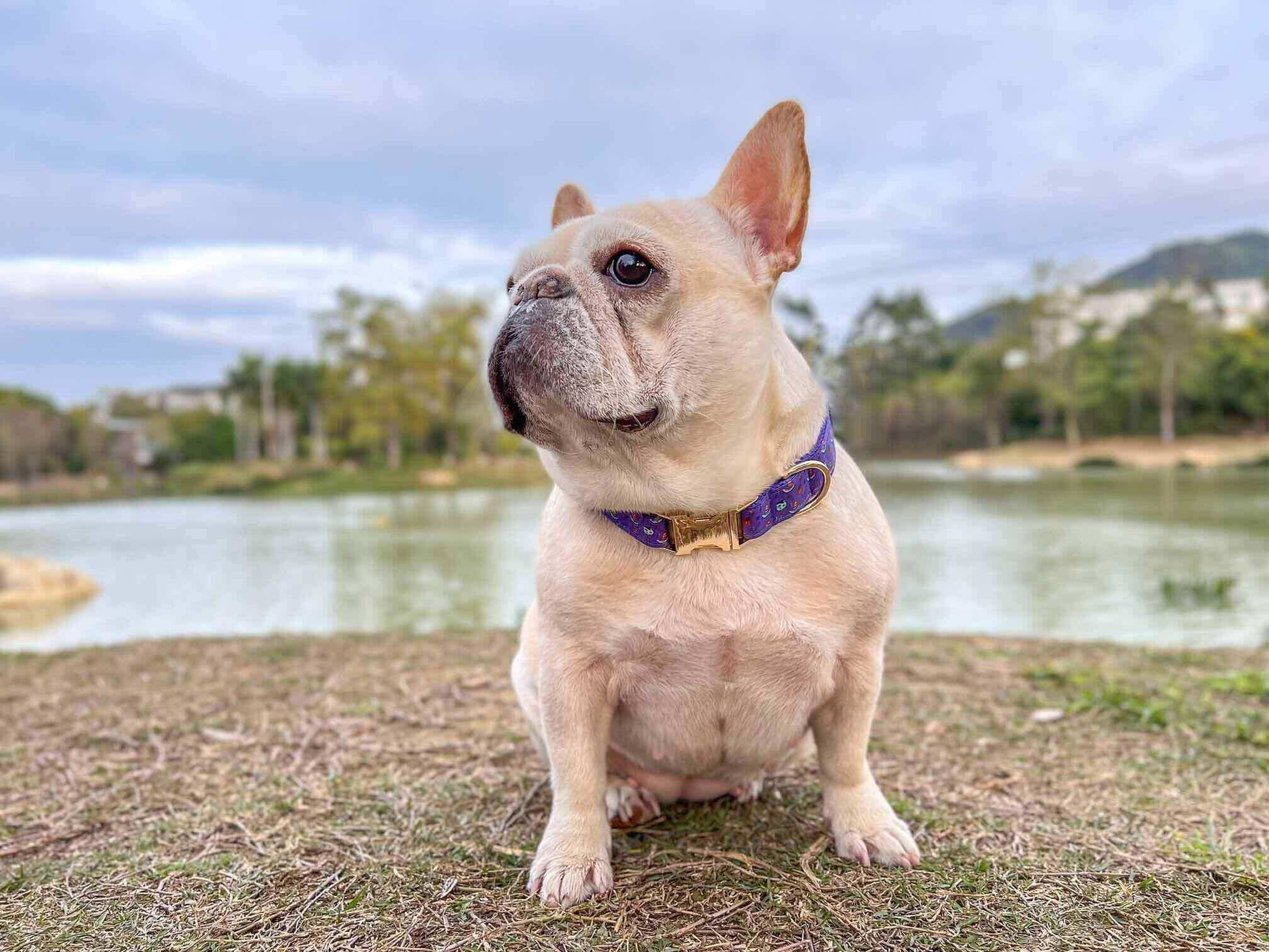 Dog Halloween Collar - Frenchiely