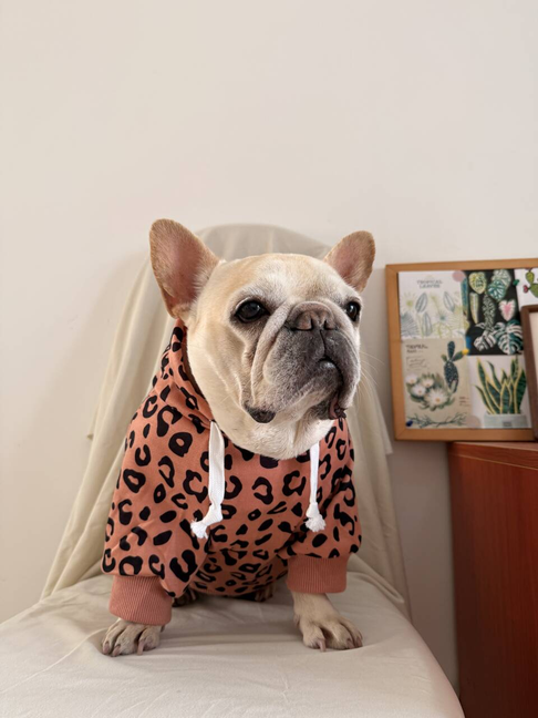 Dog leopard hoodie coat for small medium dogs by Frenchiely.com