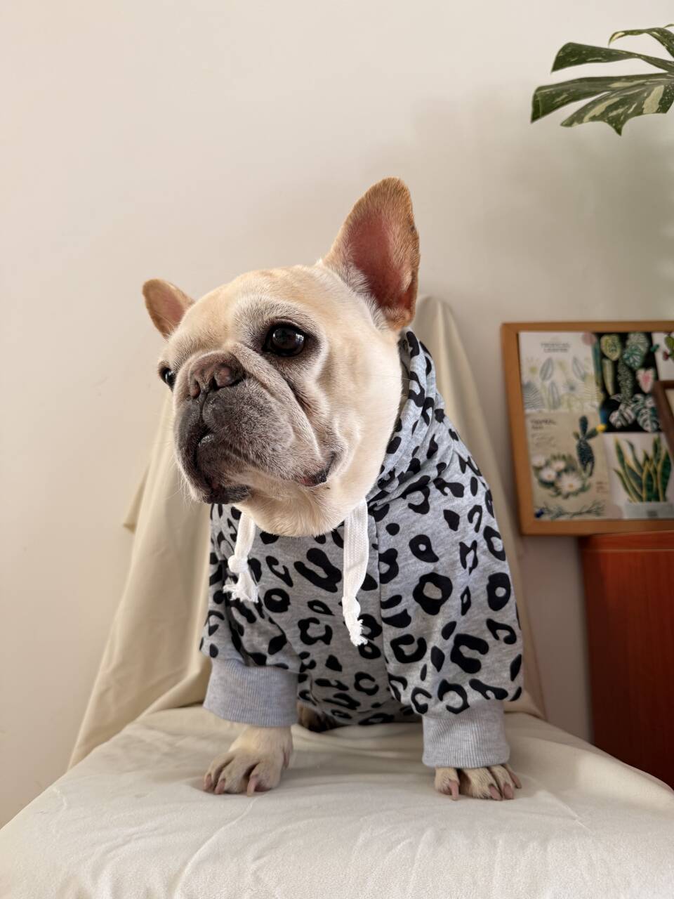 Dog leopard hoodie coat for small medium dogs by Frenchiely.com
