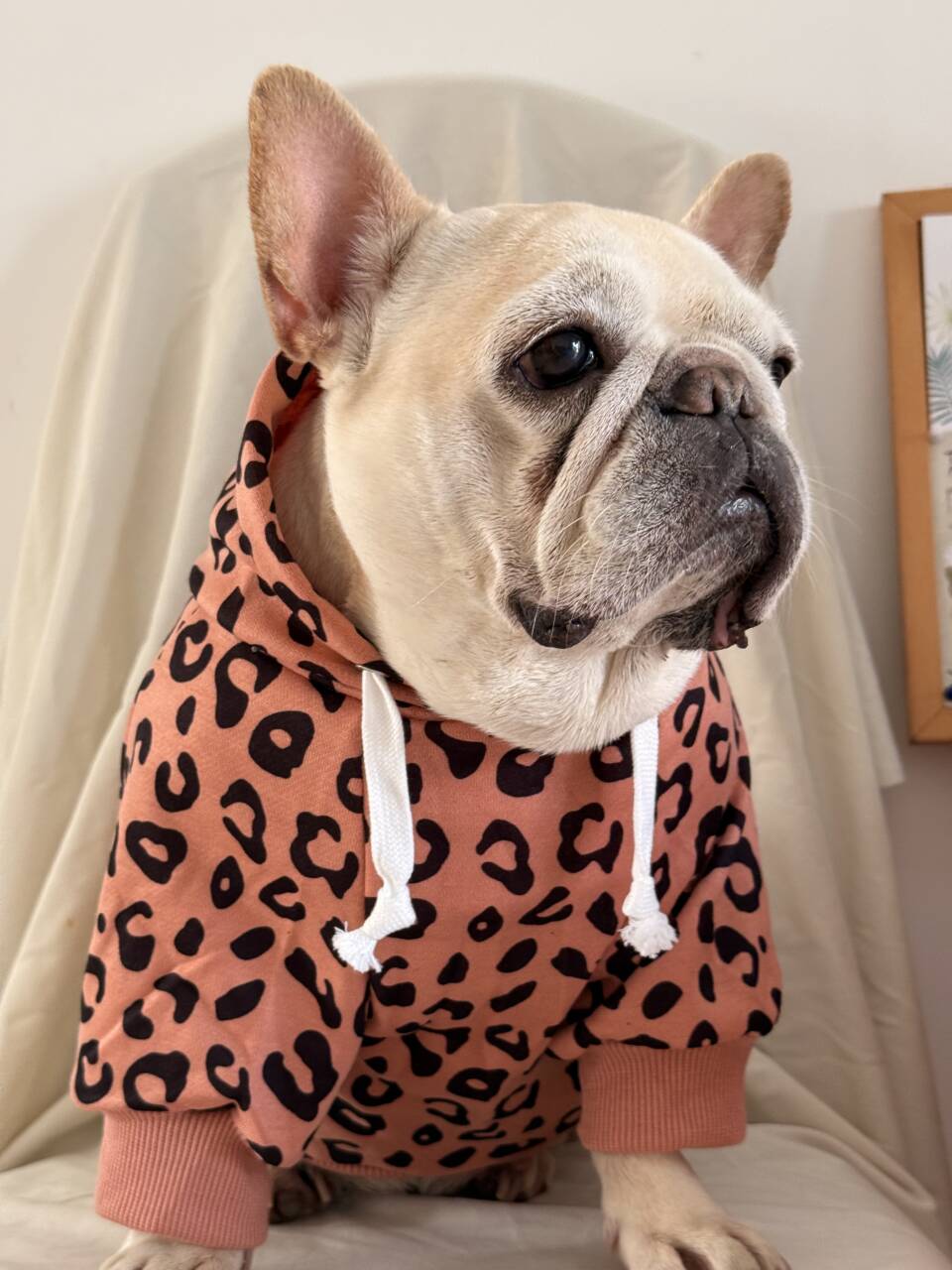 Dog leopard hoodie coat for small medium dogs by Frenchiely.com