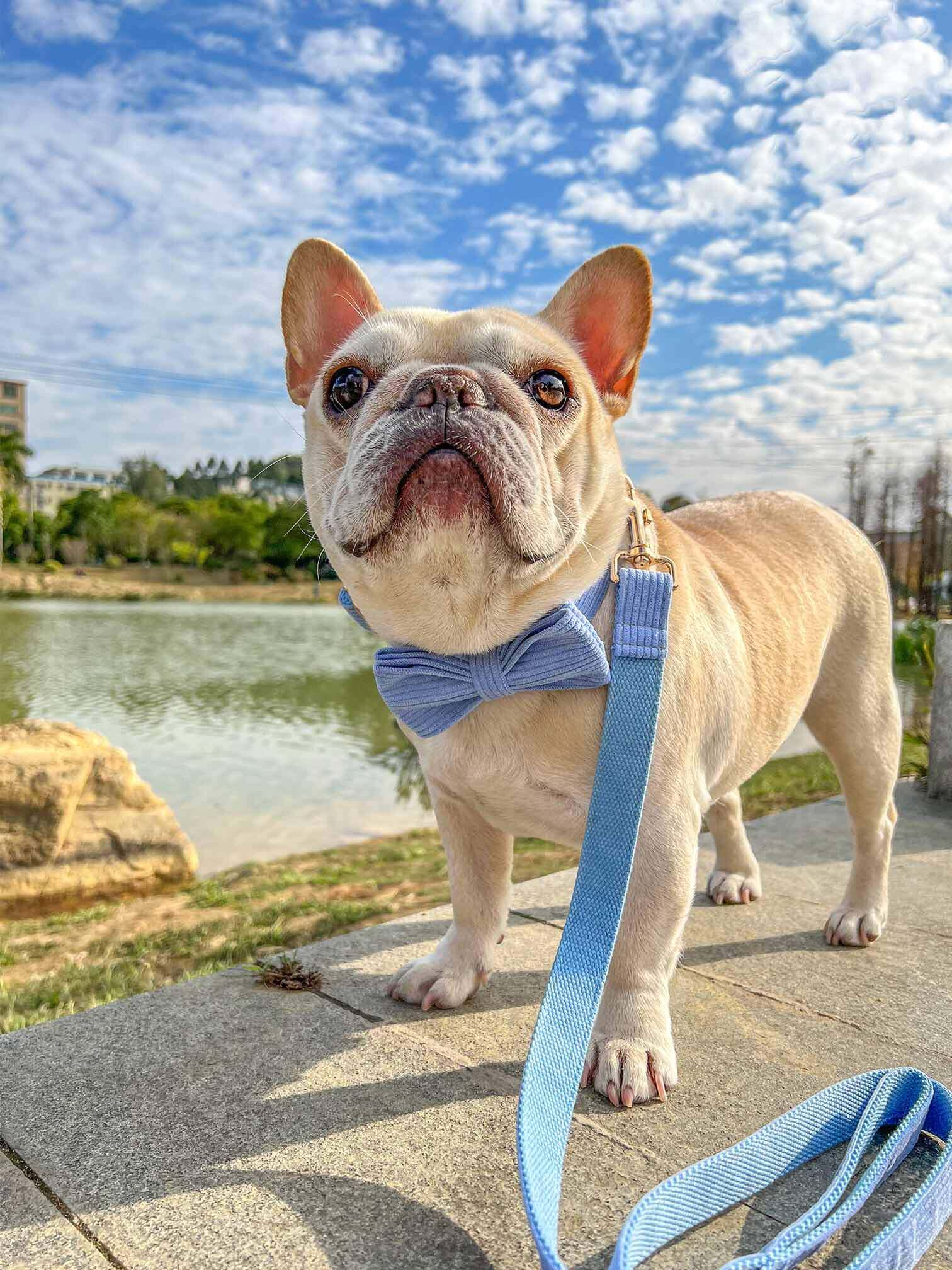 Dog Lilac Collar Leash Set - Frenchiely