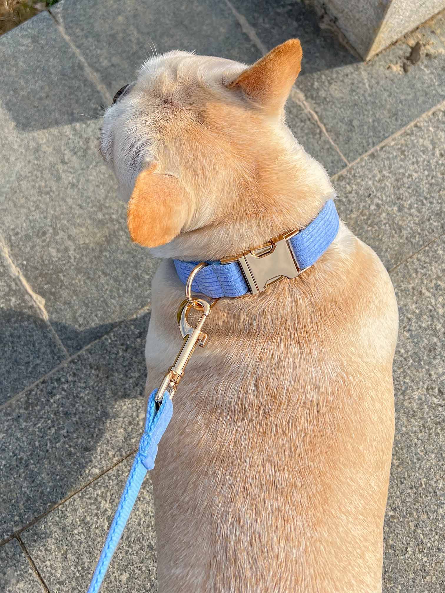 Dog Lilac Collar Leash Set - Frenchiely