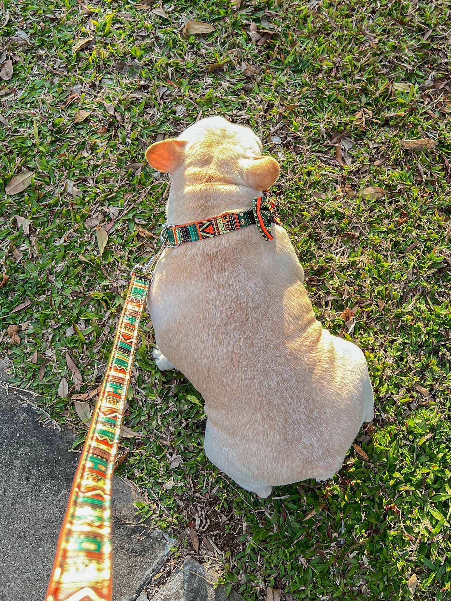 Dog Collar Leash Set-Maya - Frenchiely