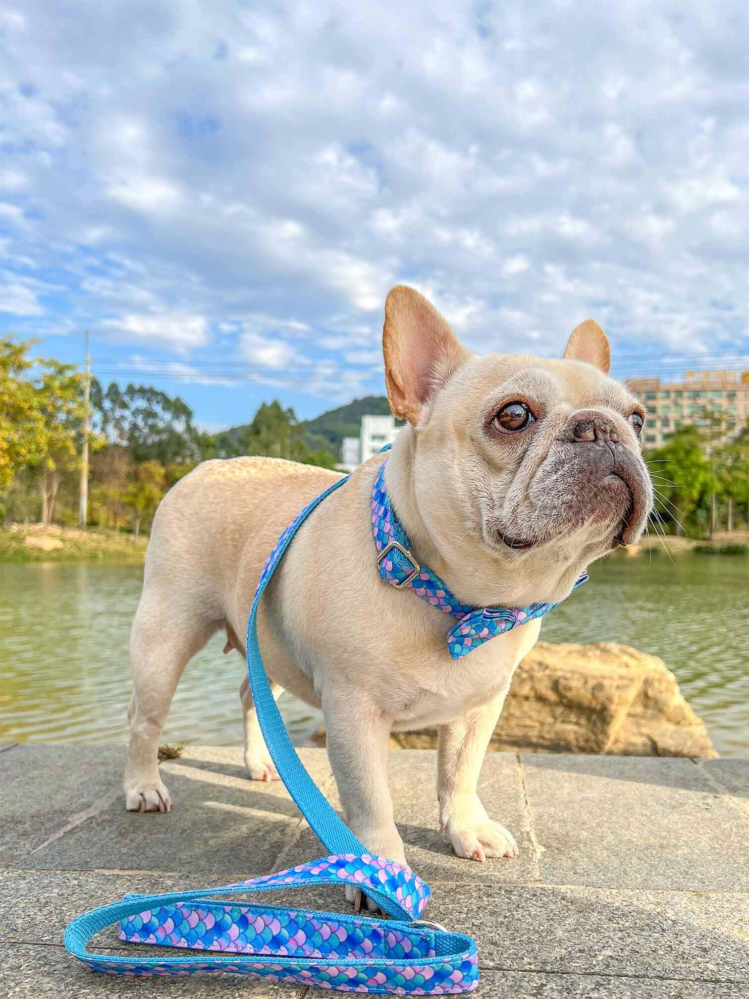 Dog Mermaid Leash Set - Frenchiely