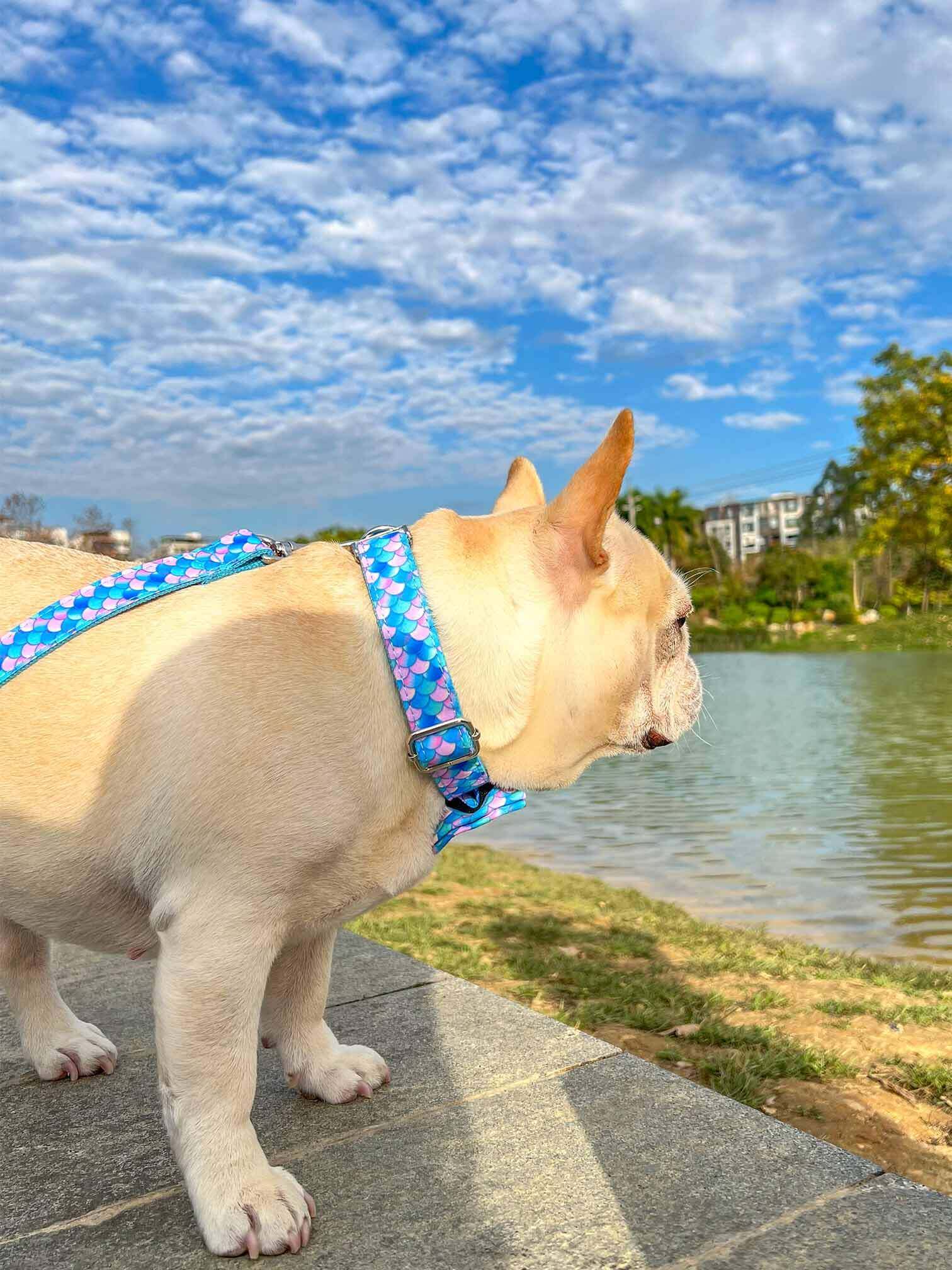 Dog Mermaid Leash Set - Frenchiely