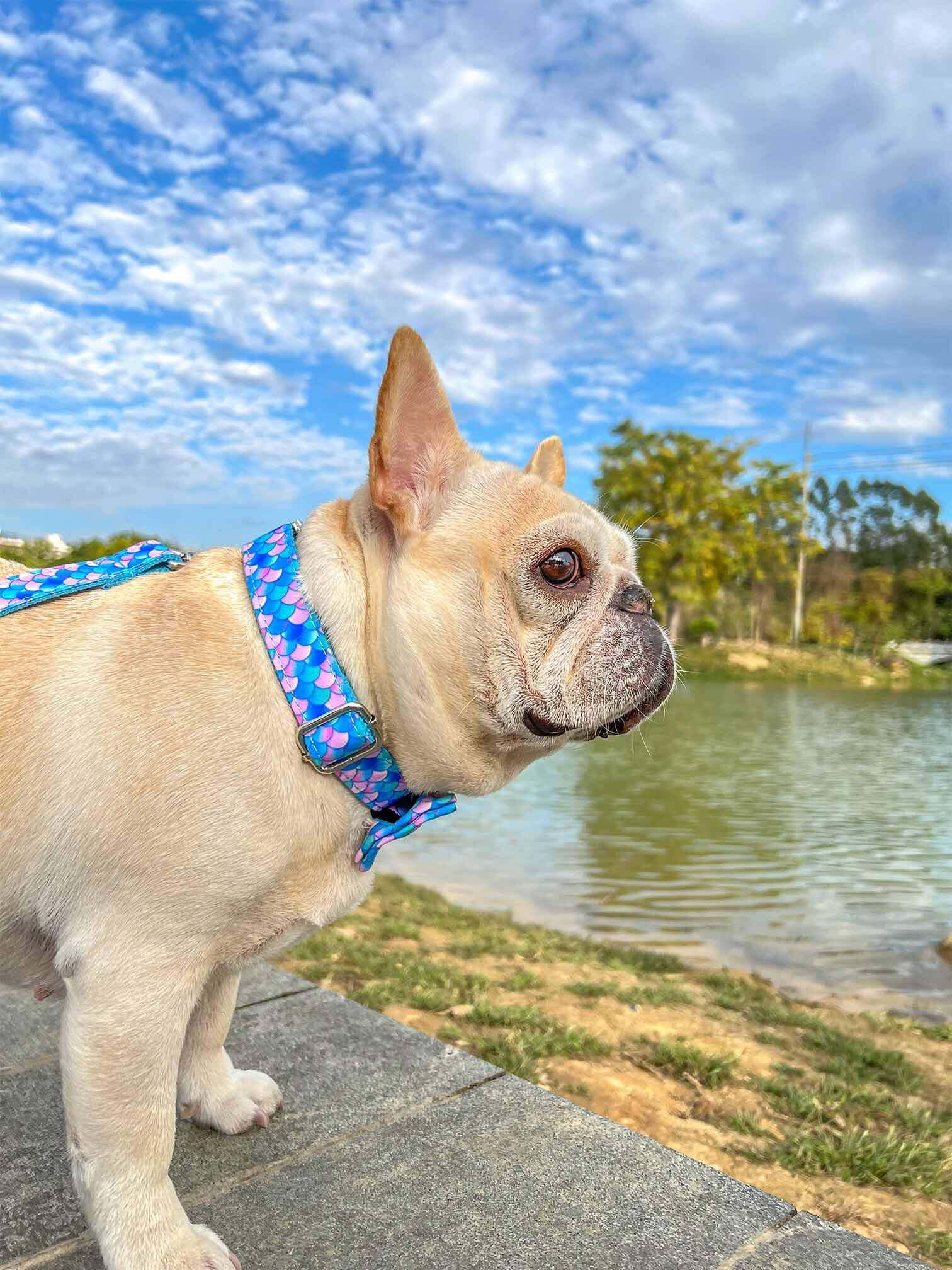Dog Mermaid Leash Set - Frenchiely
