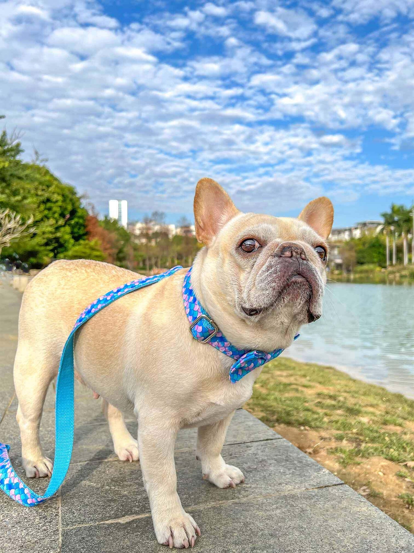 Dog Mermaid Leash Set - Frenchiely