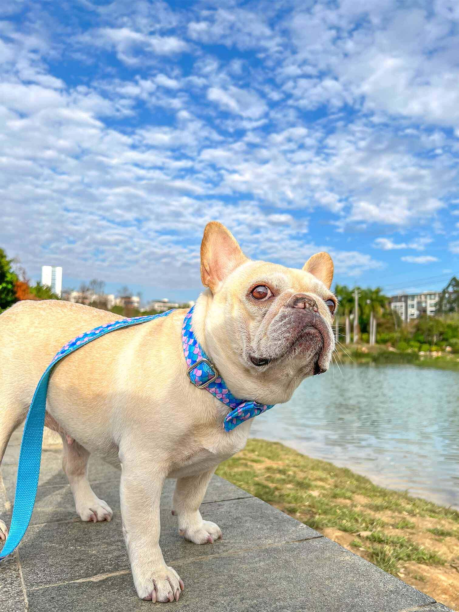 Dog Mermaid Leash - Frenchiely