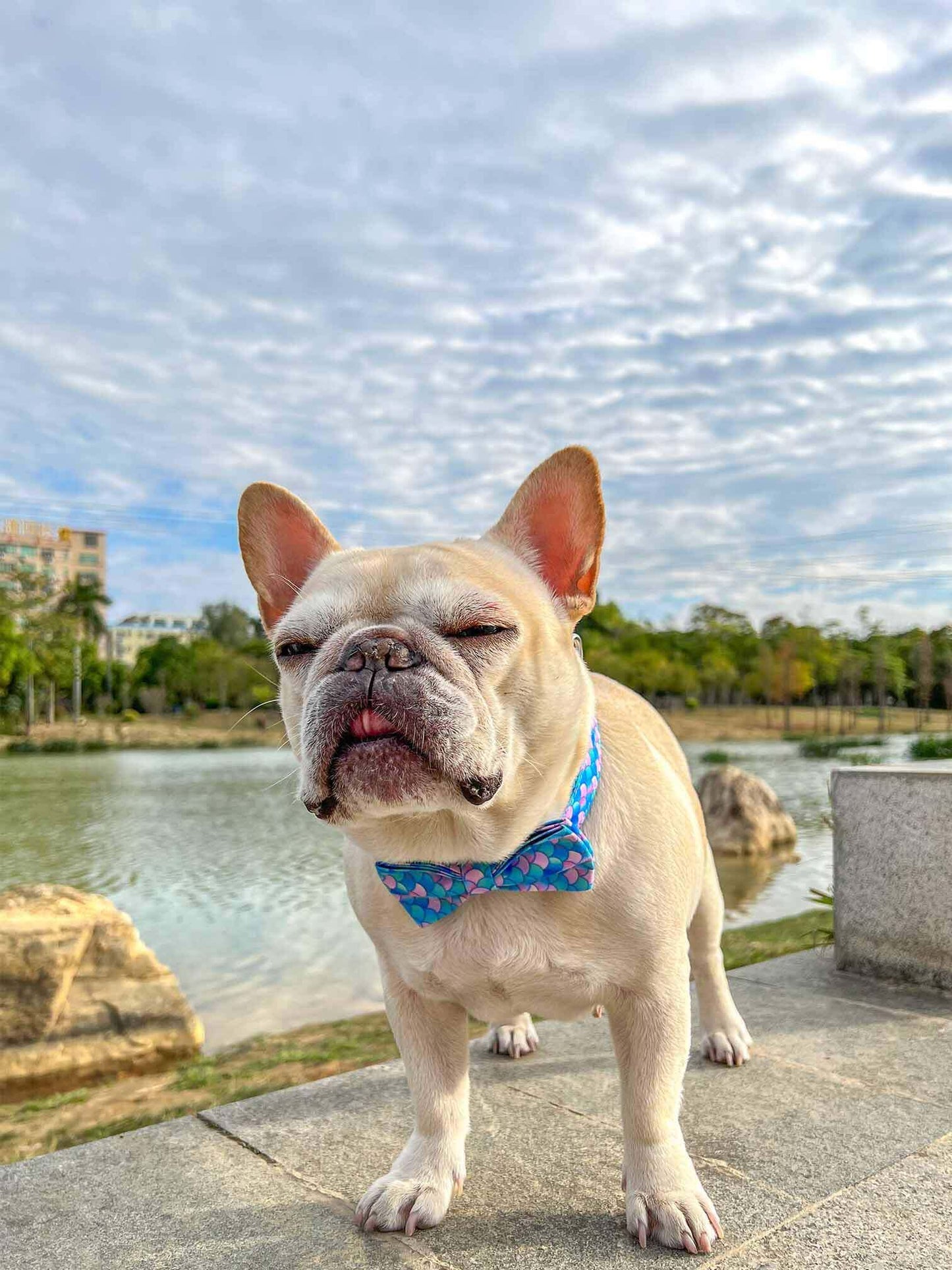 Dog Mermaid Leash Set - Frenchiely