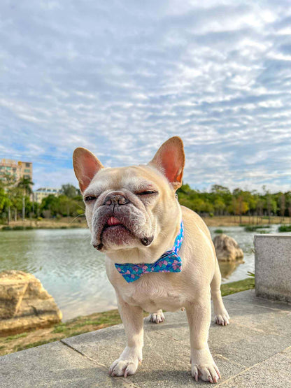 Dog Mermaid Leash Set - Frenchiely