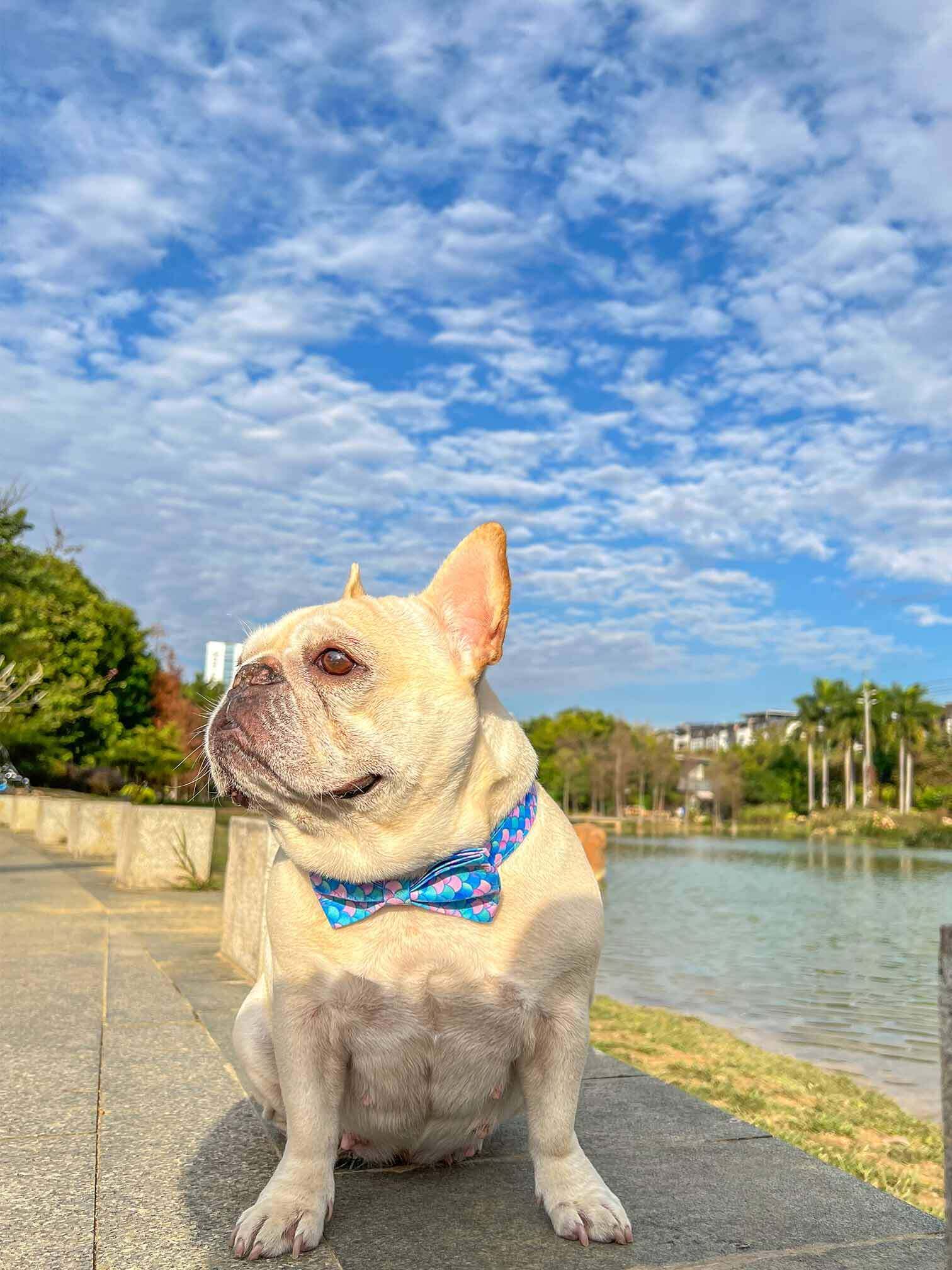 Dog Mermaid Leash Set - Frenchiely