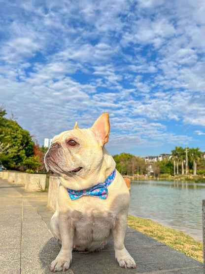 Dog Mermaid Leash Set - Frenchiely