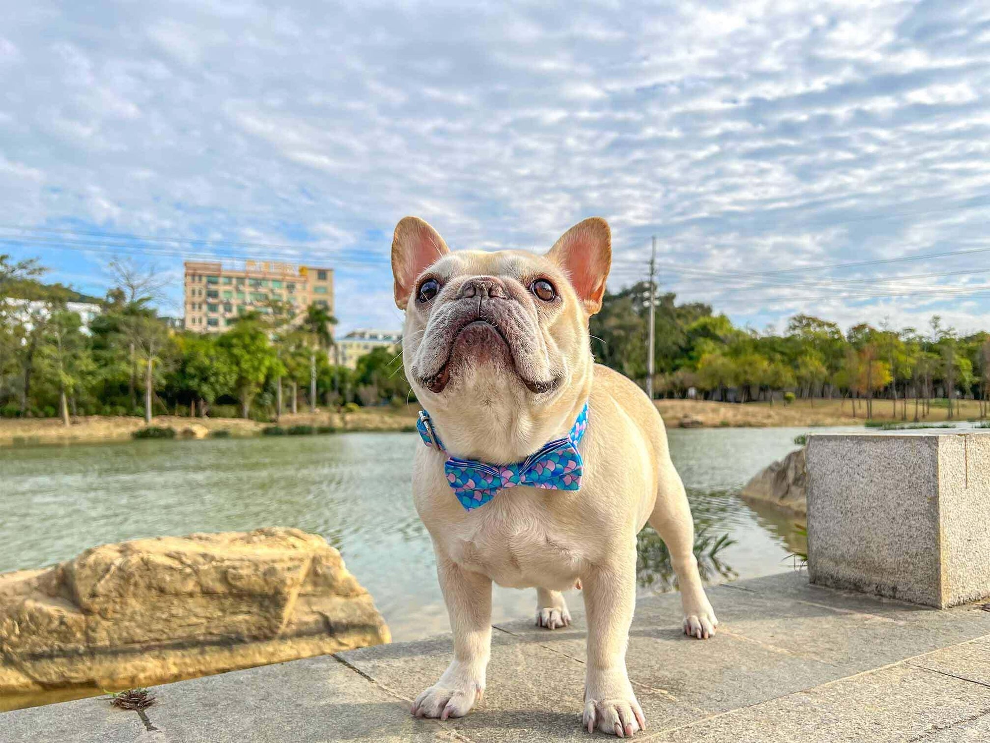 Dog Mermaid Collar - Frenchiely