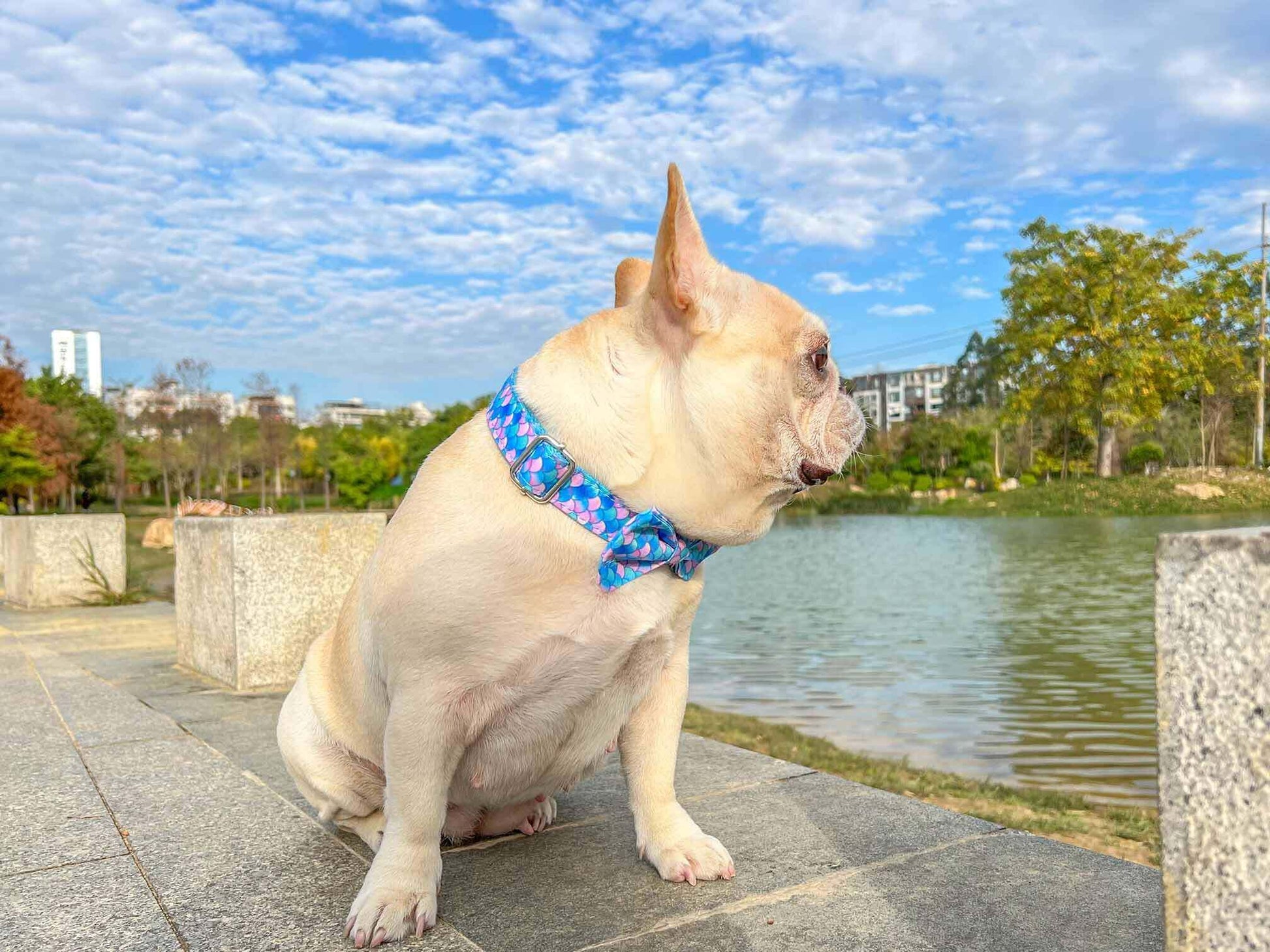 Dog Mermaid Leash Set - Frenchiely