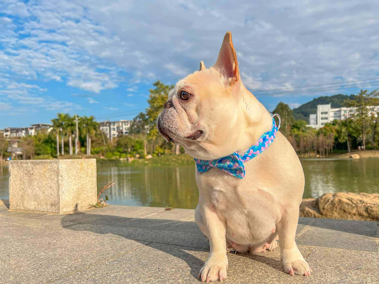 Dog Mermaid Leash Set - Frenchiely