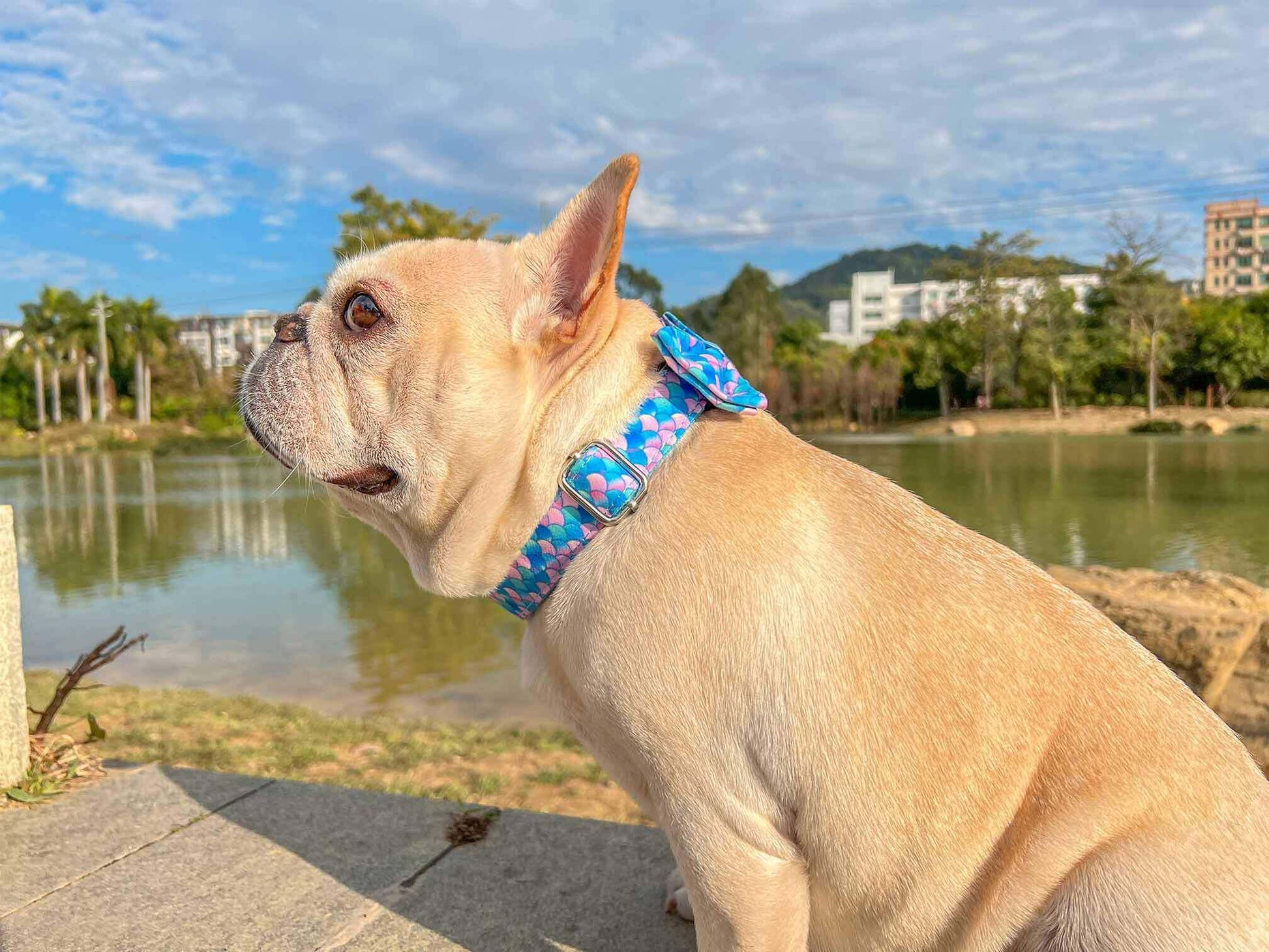 Dog Mermaid Collar - Frenchiely