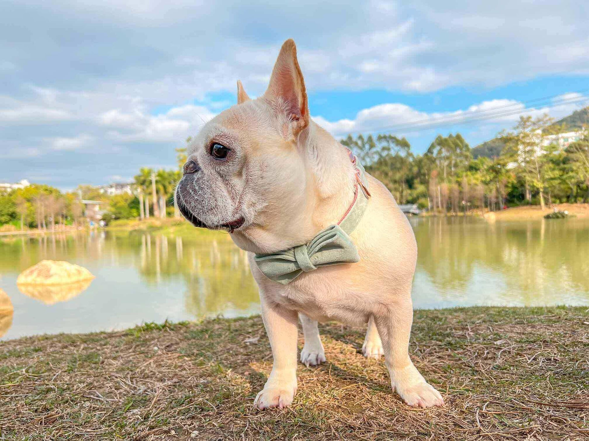 Dog Mint Green Leash Set - Frenchiely