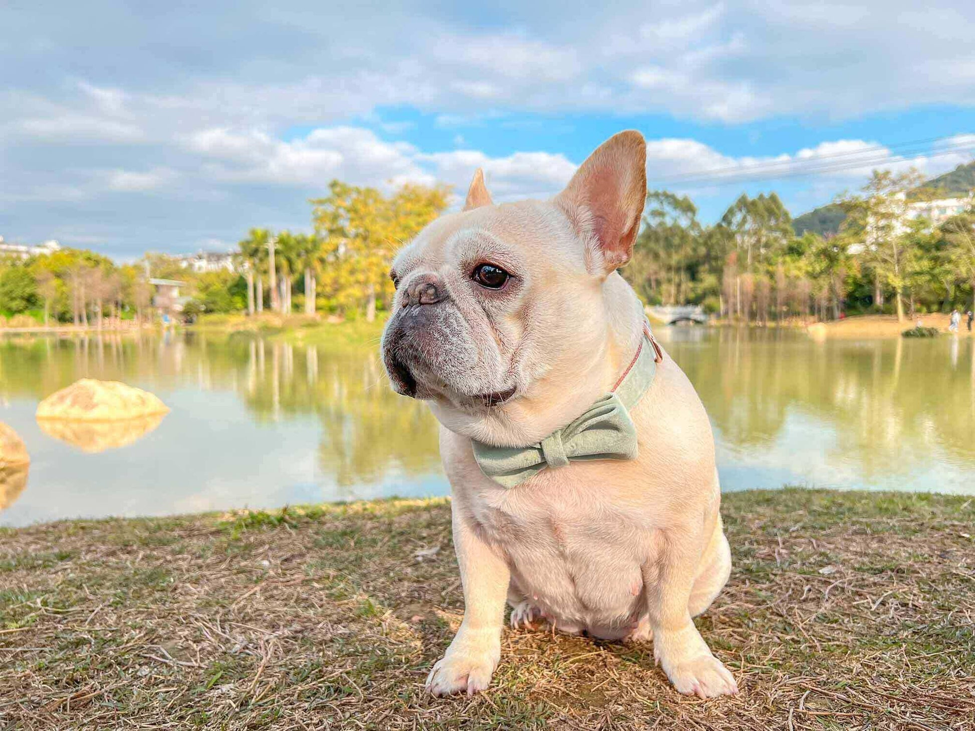 Dog Mint Green Collar - Frenchiely