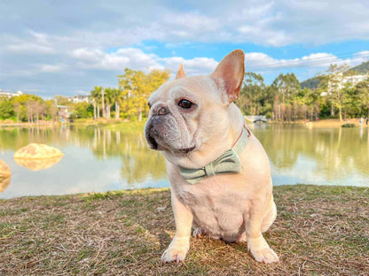 Dog Mint Green Collar - Frenchiely